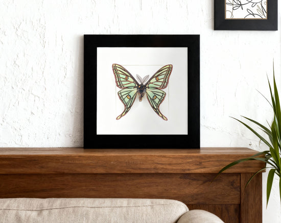 Graellsia isabellae Spanische Mondmotte Männchen im Rahmen