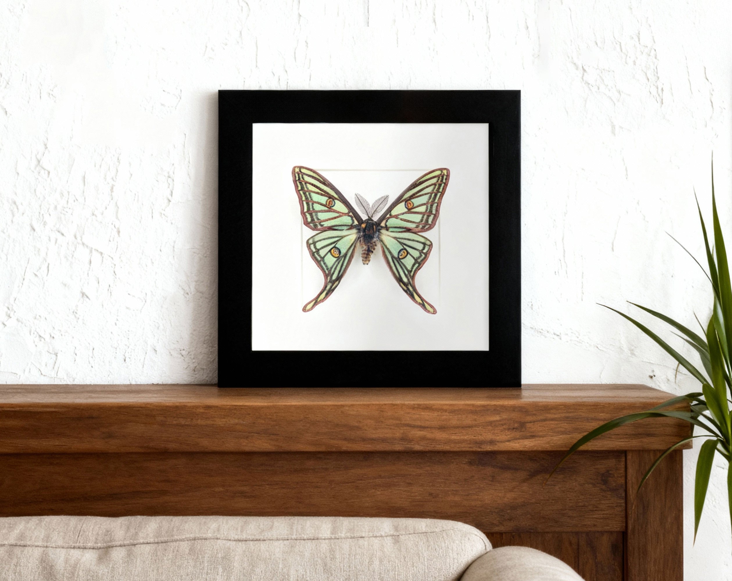 Graellsia isabellae Spanische Mondmotte Männchen im Rahmen