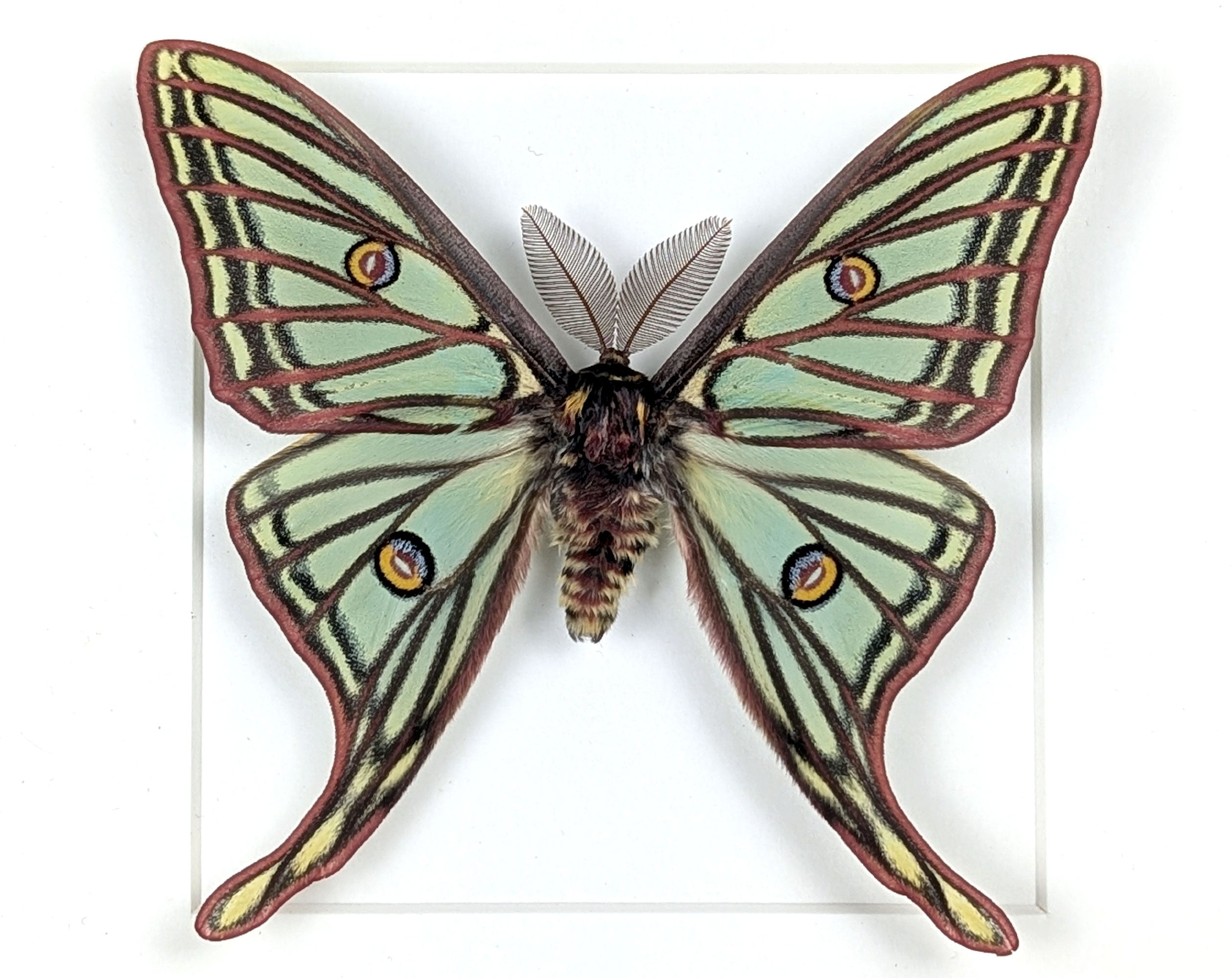 Graellsia isabellae Spanische Mondmotte Männchen im Rahmen