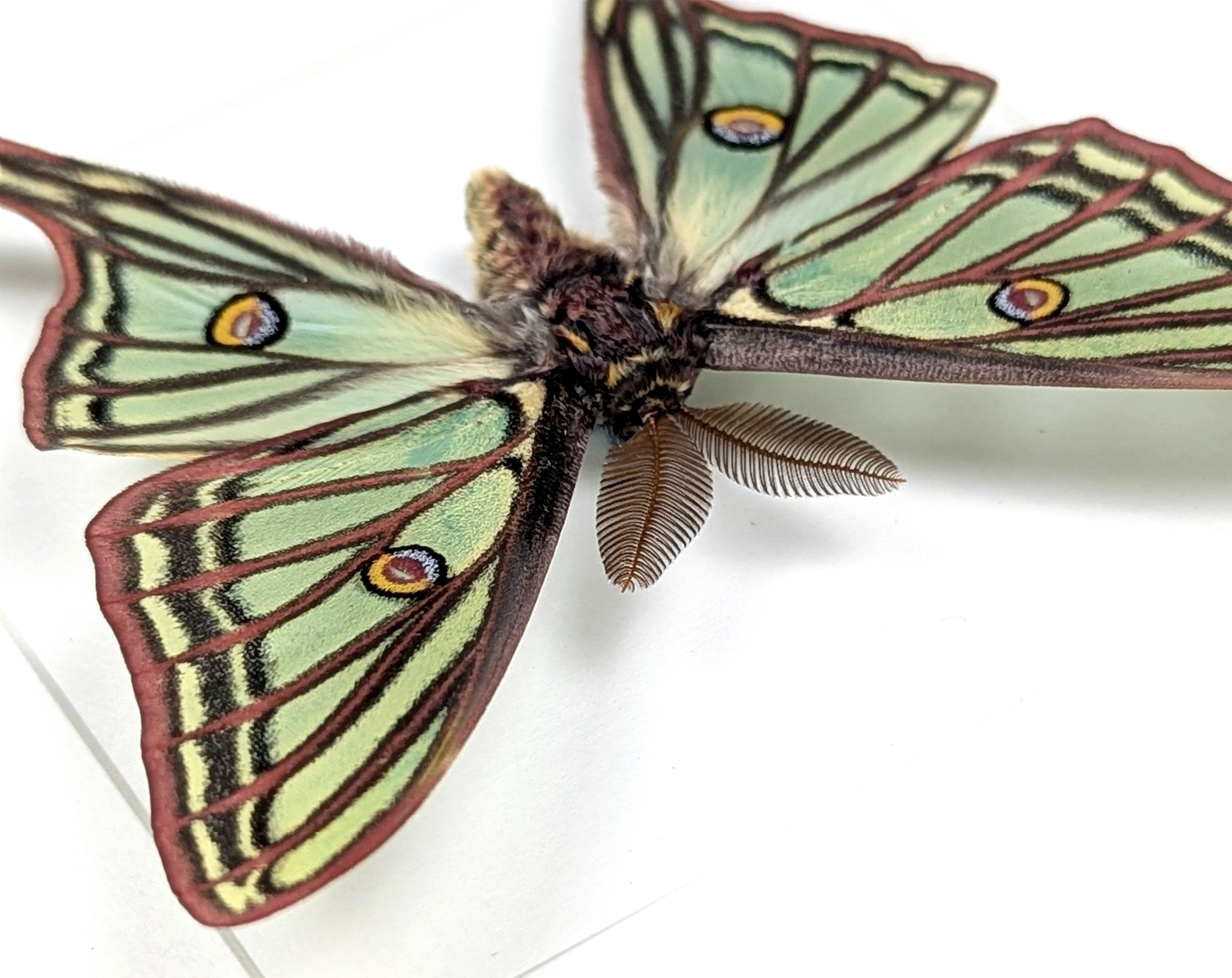 Graellsia isabellae Spanische Mondmotte Männchen im Rahmen