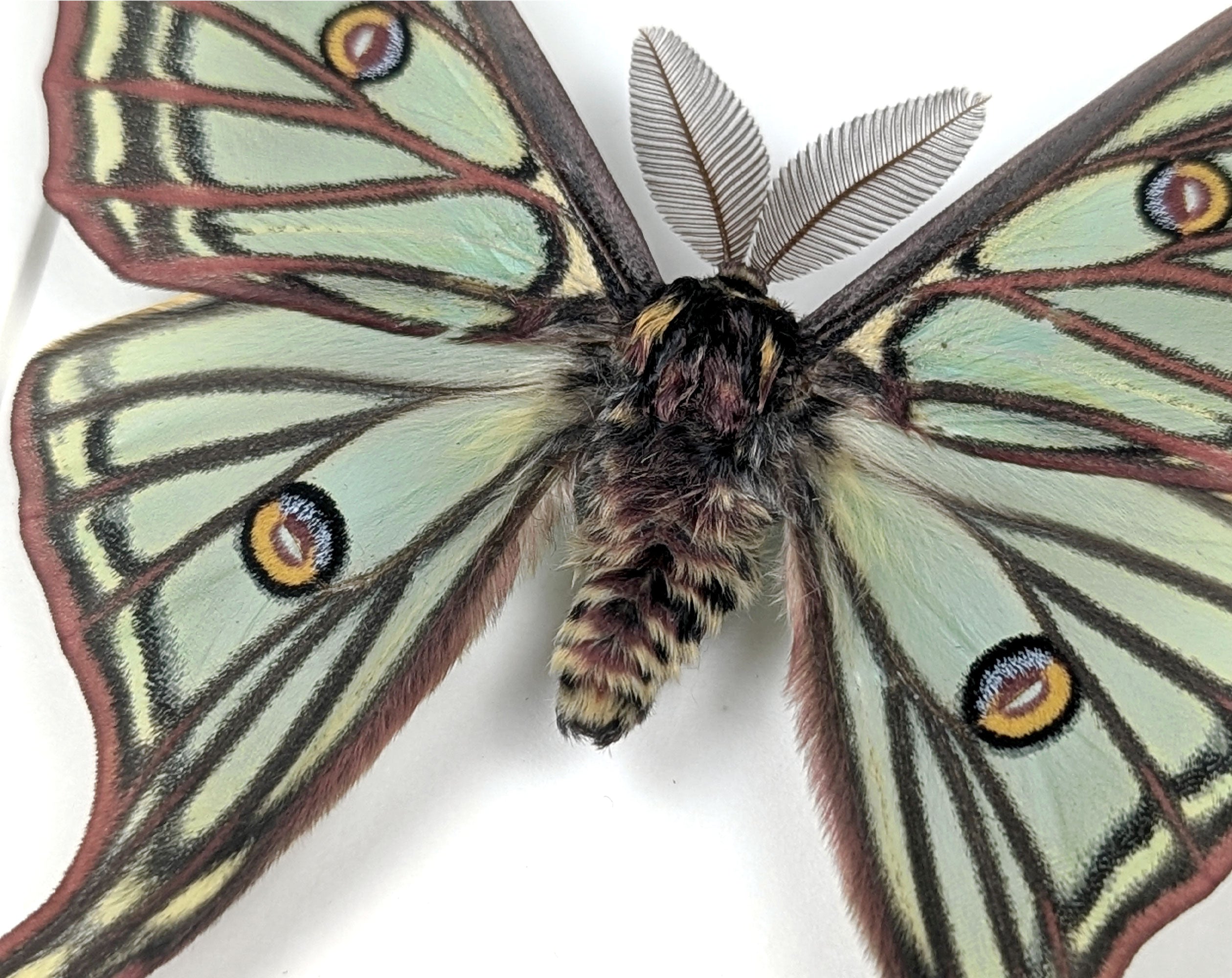 Graellsia isabellae Spanische Mondmotte Männchen im Rahmen