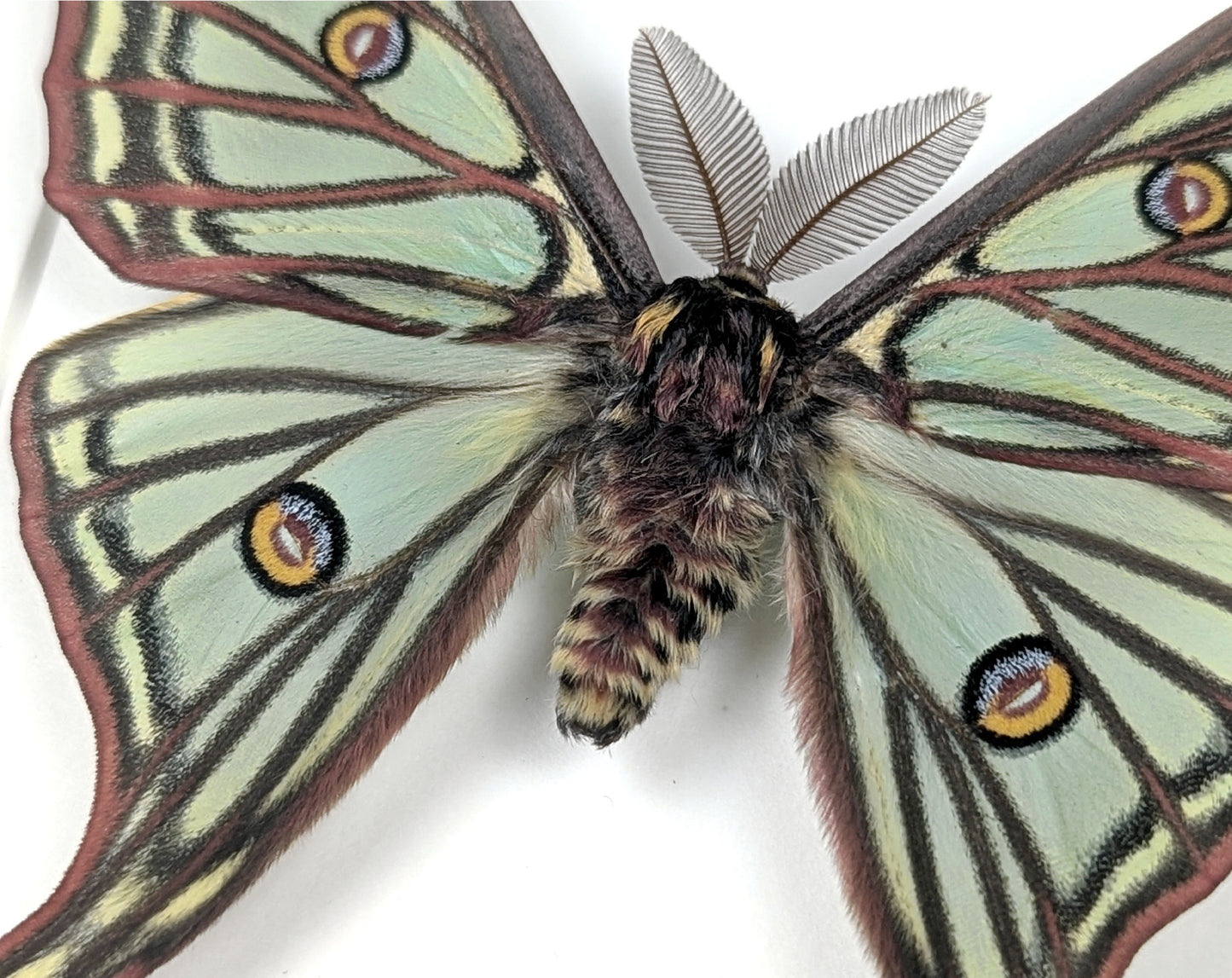 Graellsia isabellae Spanische Mondmotte Männchen im Rahmen