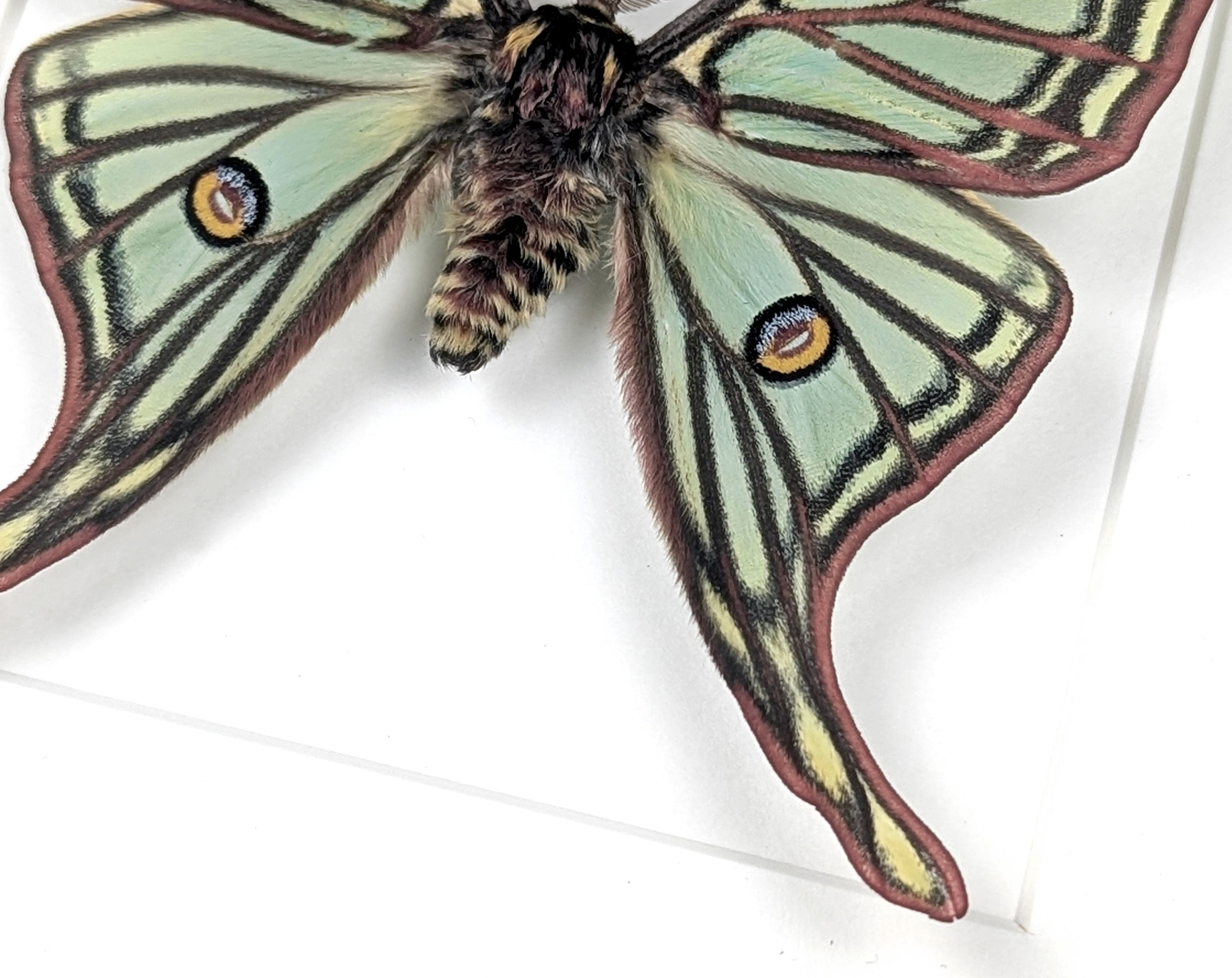 Graellsia isabellae Spanische Mondmotte Männchen im Rahmen