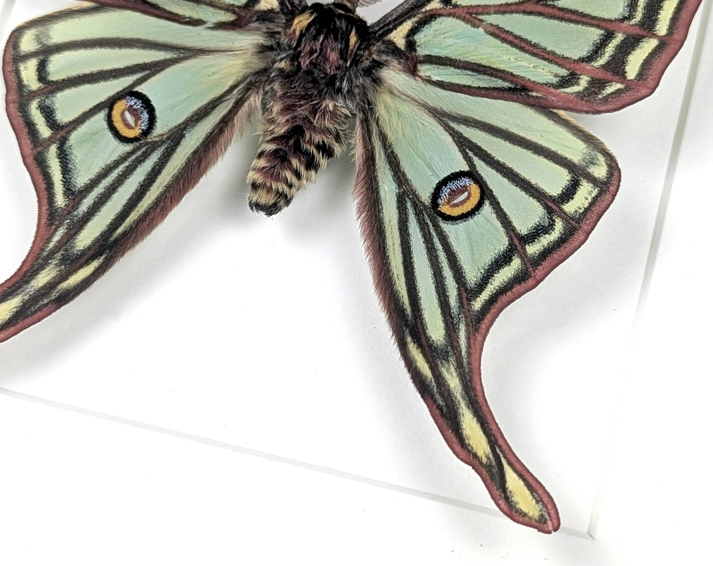 Graellsia isabellae Spanische Mondmotte Männchen im Rahmen