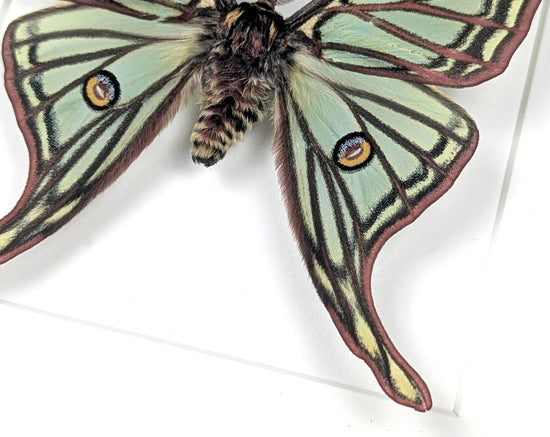 Graellsia isabellae Spanische Mondmotte Männchen im Rahmen