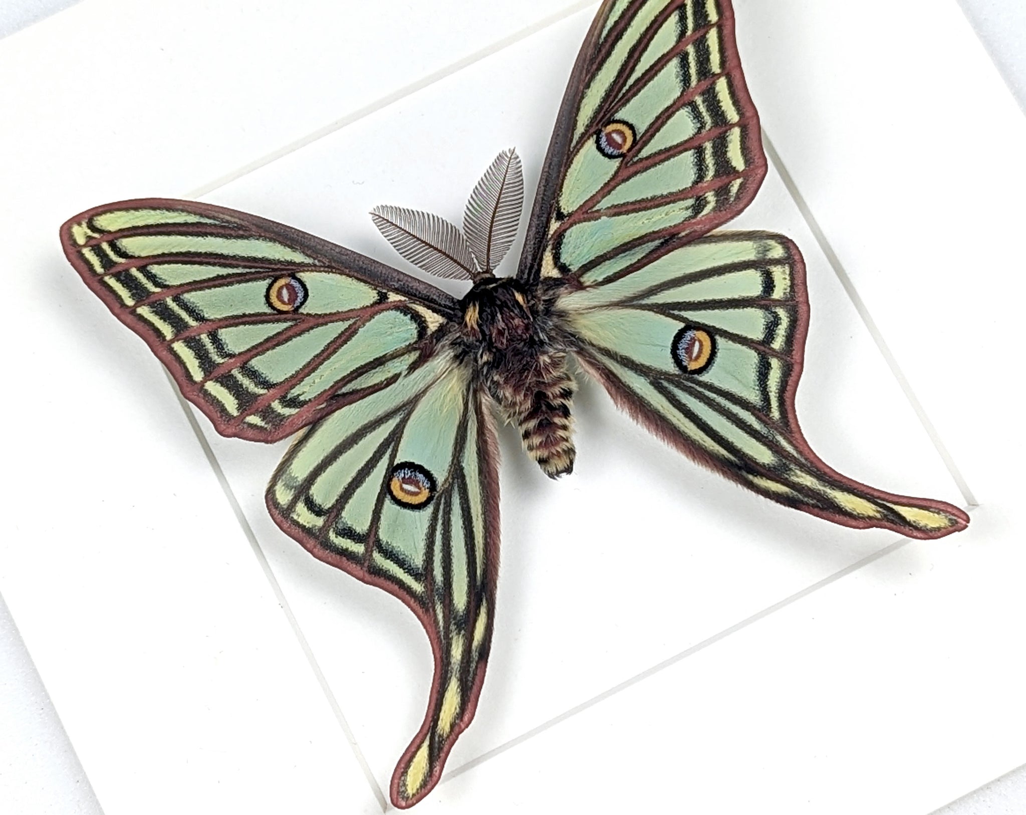 Graellsia isabellae Spanische Mondmotte Männchen im Rahmen