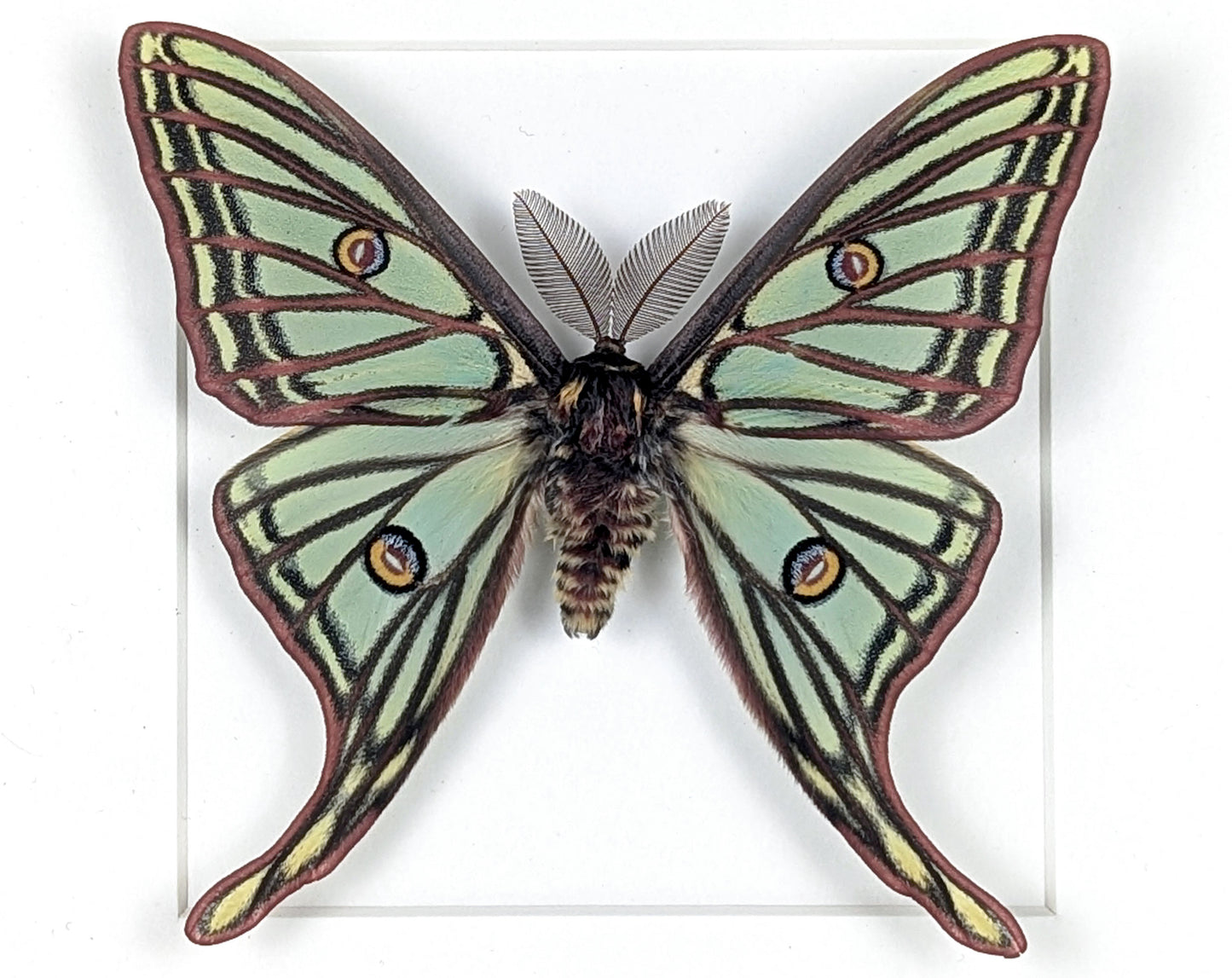 Graellsia isabellae Spanische Mondmotte Männchen im Rahmen