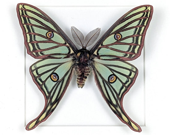 Graellsia isabellae Spanische Mondmotte Männchen im Rahmen