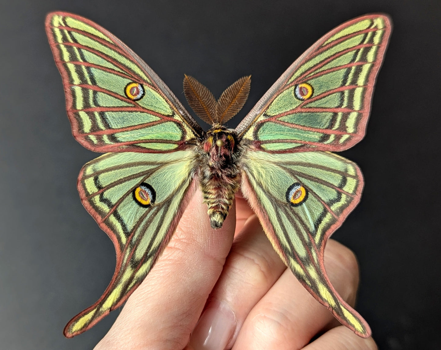 Graellsia isabellae Spanische Mondmotte Männchen im Rahmen