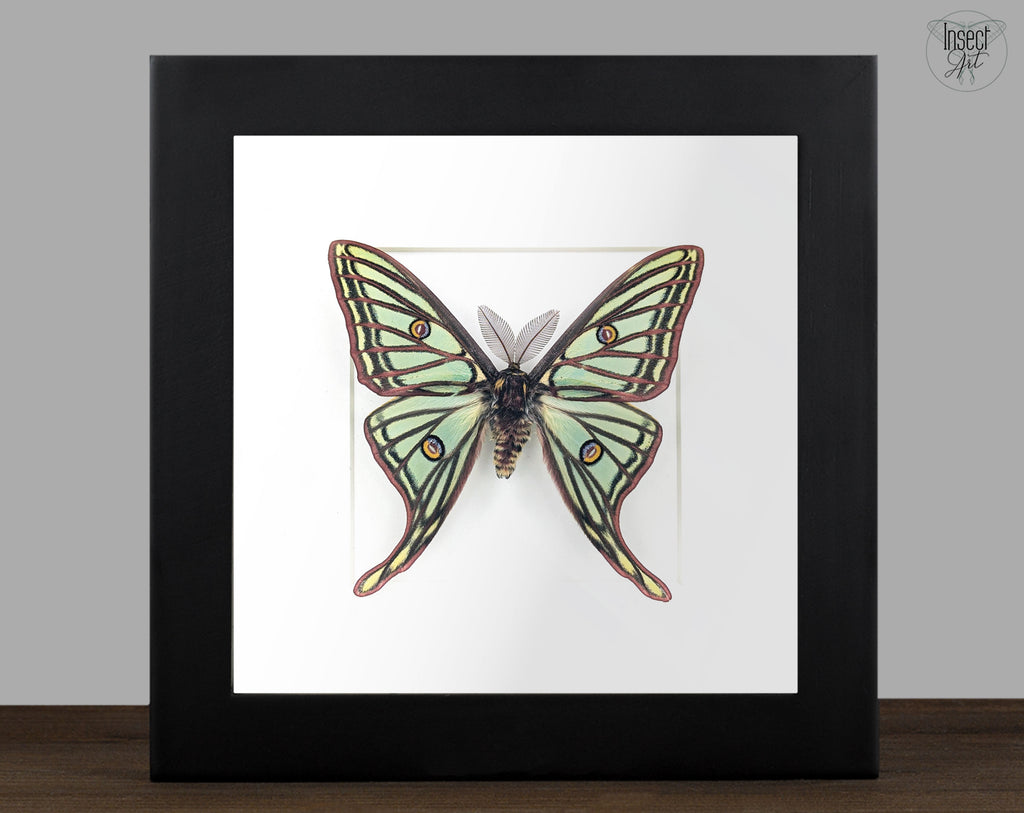 Real Spanish Moon Moth in frame, Graellsia Actias isabellae moth