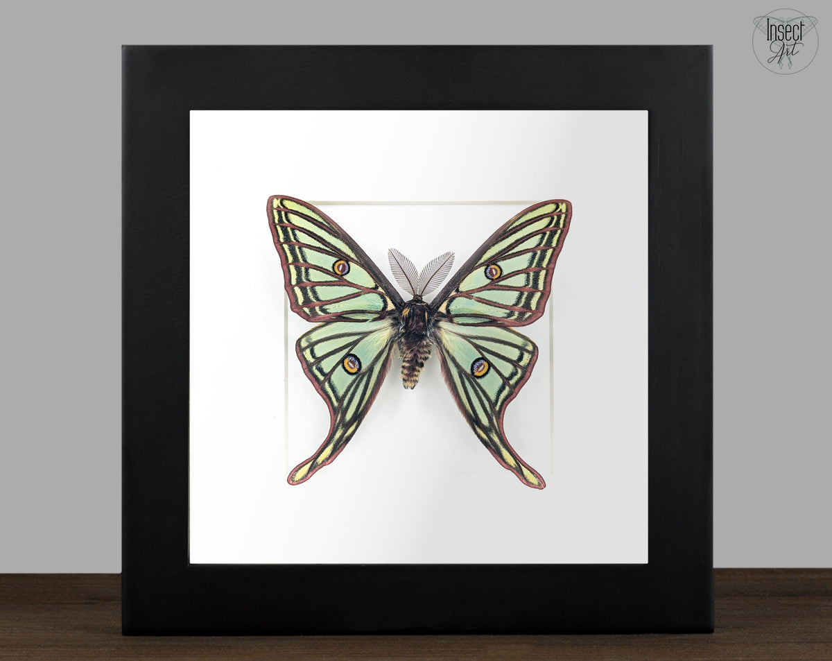 Real Spanish Moon Moth in frame, Graellsia Actias isabellae moth