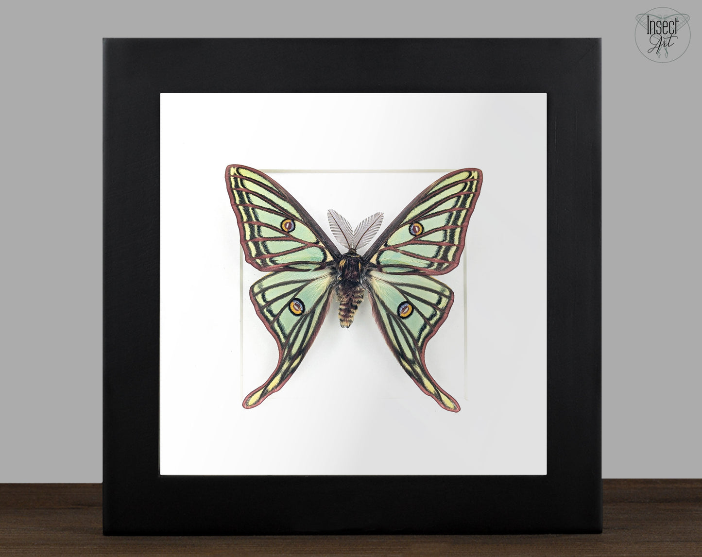 Graellsia isabellae Spanische Mondmotte Männchen im Rahmen