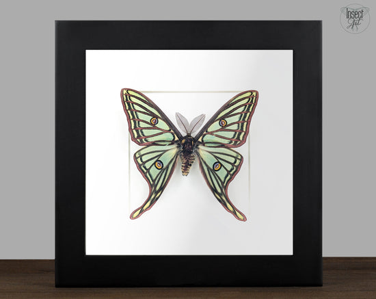 Graellsia isabellae Spanische Mondmotte Männchen im Rahmen