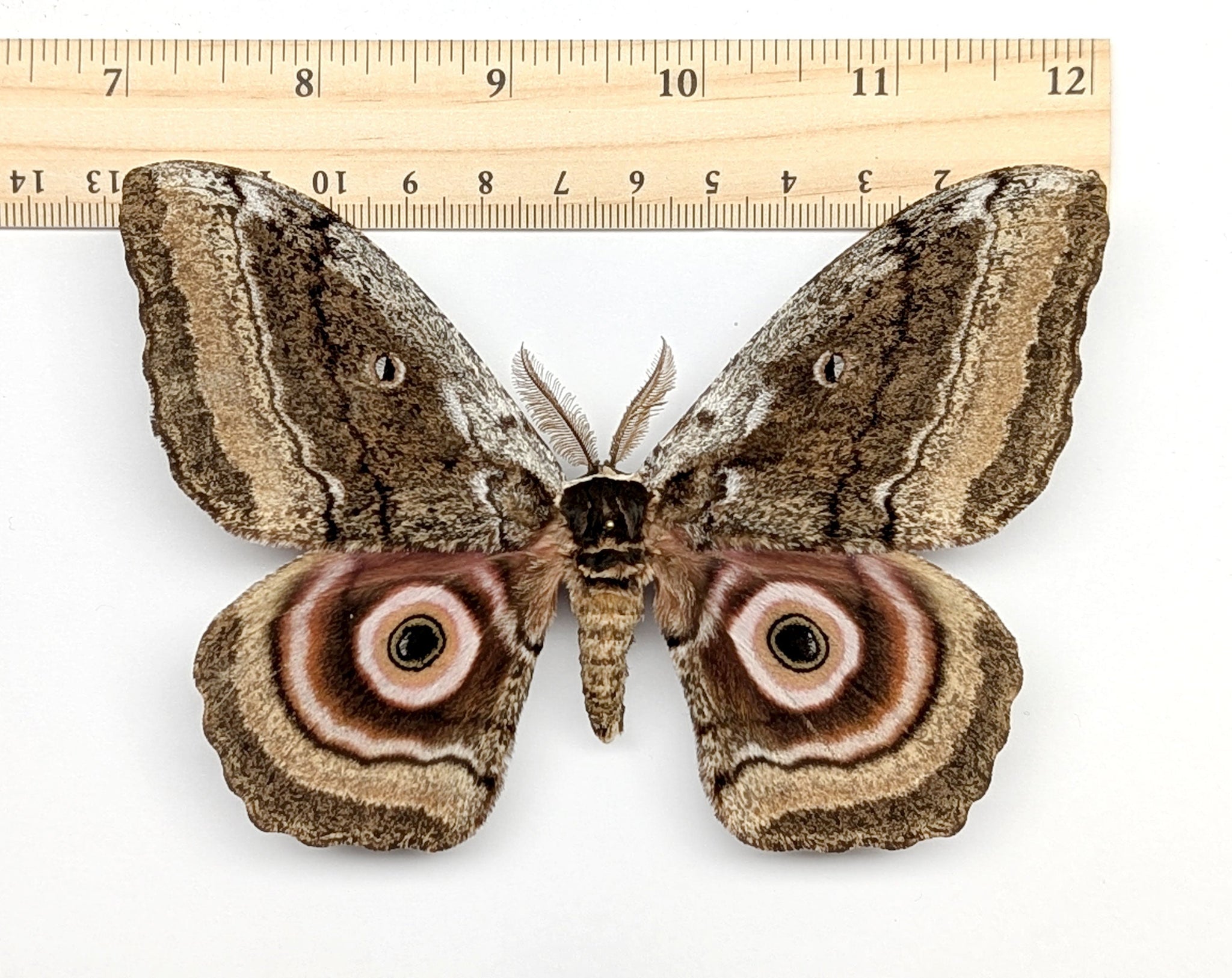Gynanisa maja   InsectArt