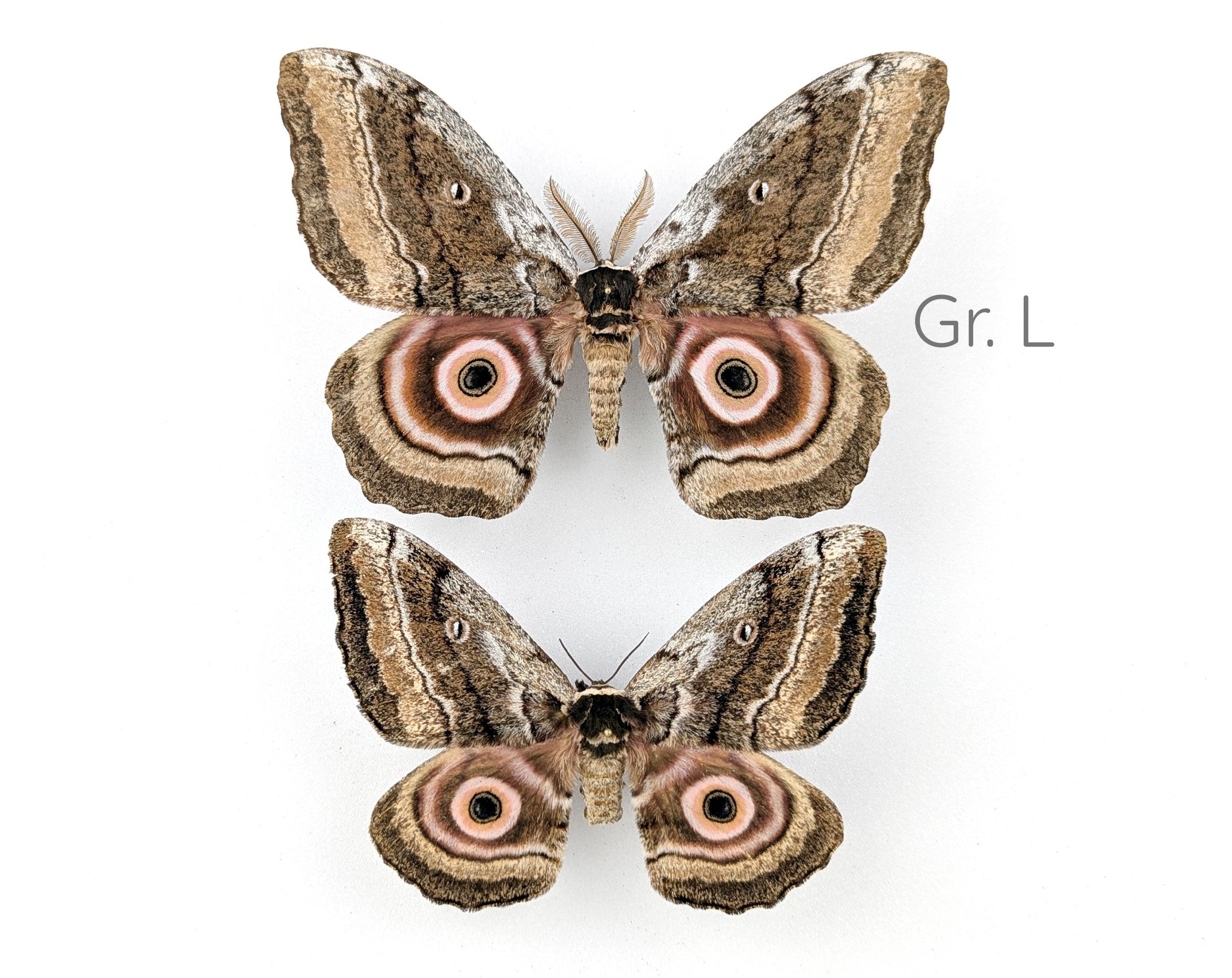Gynanisa maja   InsectArt