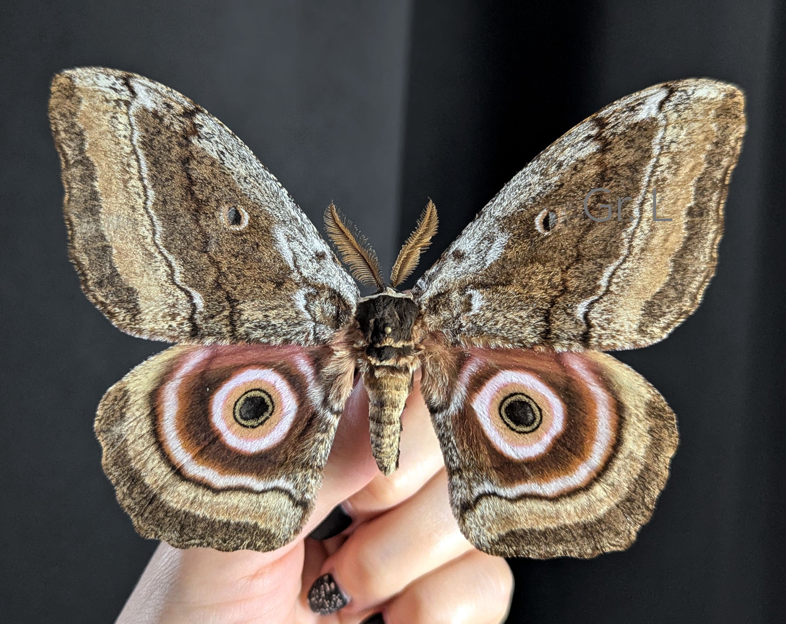 Gynanisa maja   InsectArt