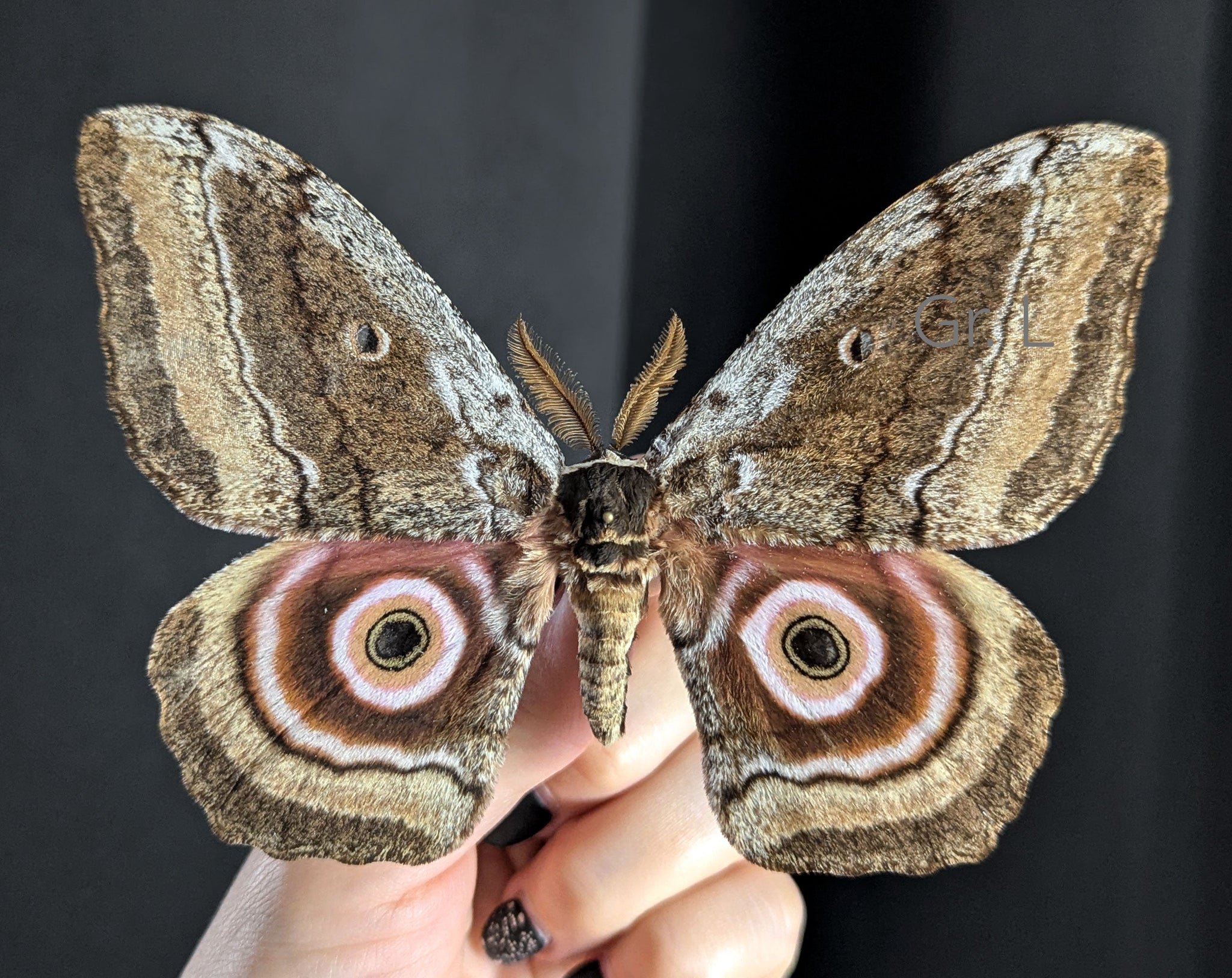 Gynanisa maja   InsectArt