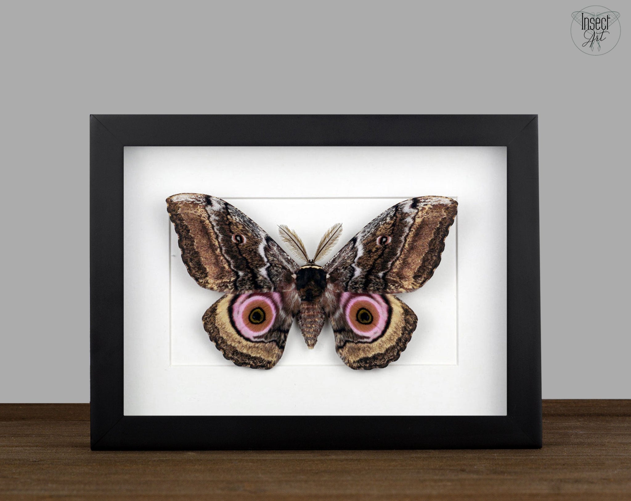 Gynanisa maja   InsectArt