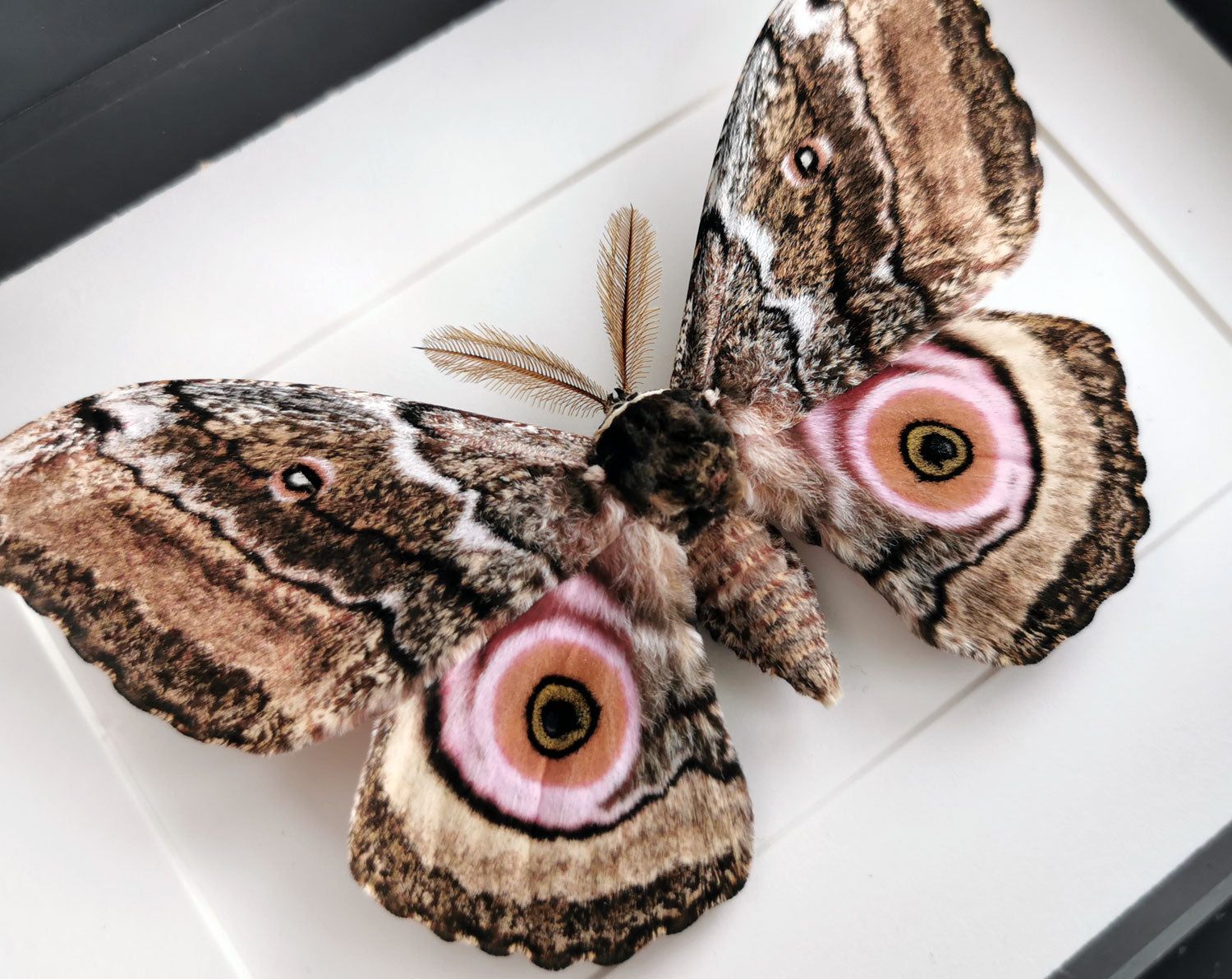 Gynanisa maja   InsectArt