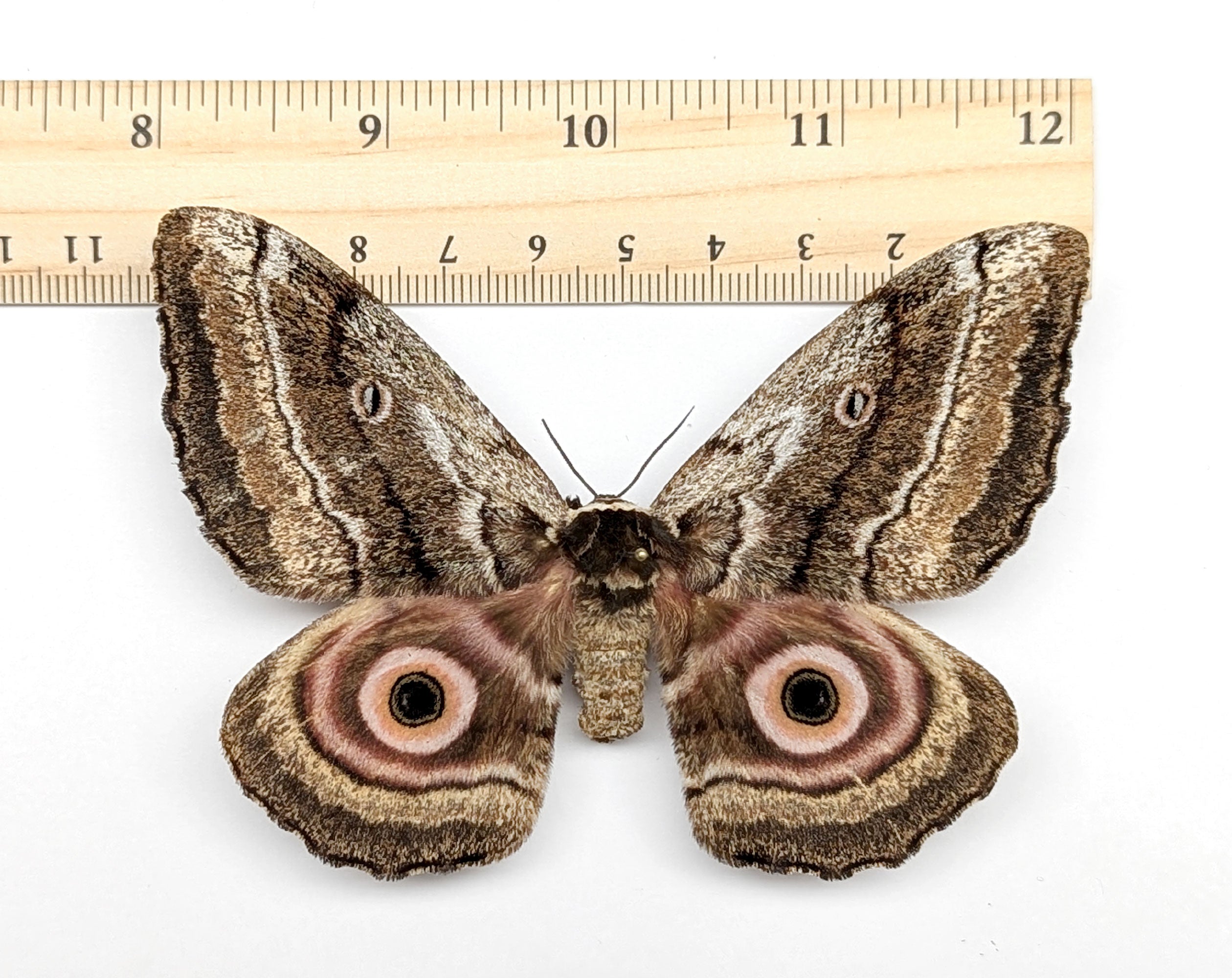 Gynanisa maja   InsectArt