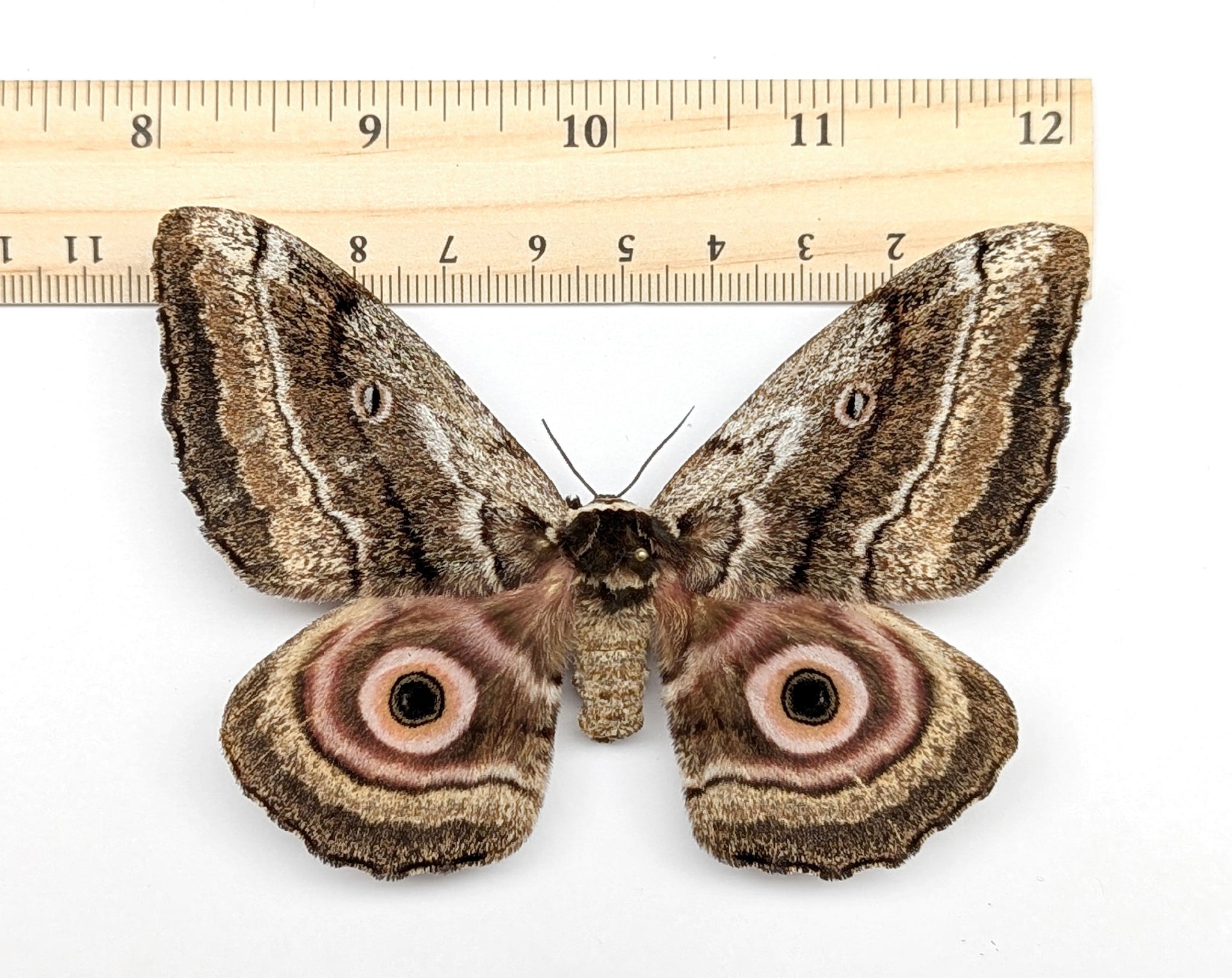 Gynanisa maja   InsectArt