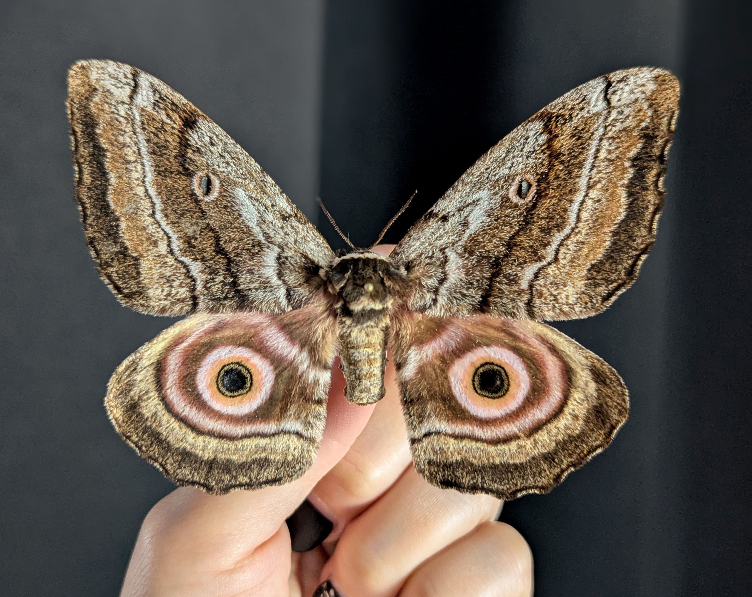 Gynanisa maja   InsectArt