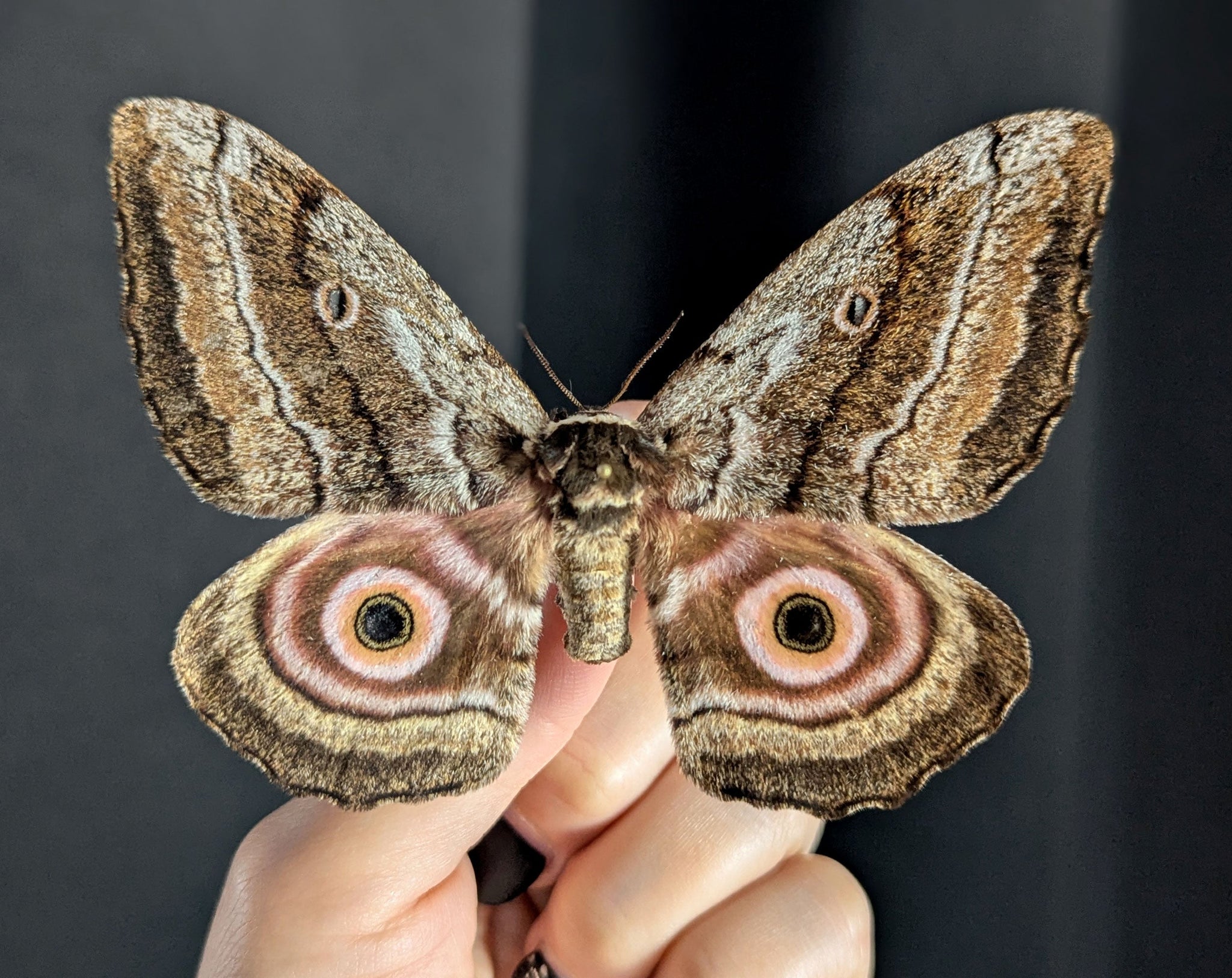 Gynanisa maja   InsectArt