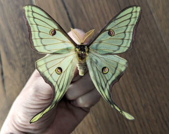 Actias luna x Graellsia isabellae ♂