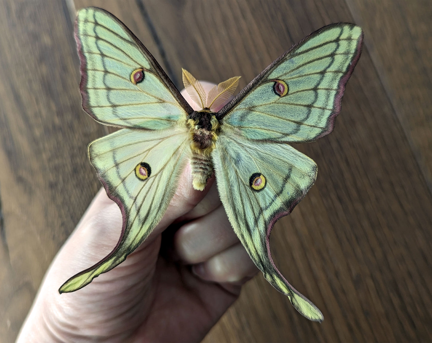 Actias luna x Graellsia isabellae ♂