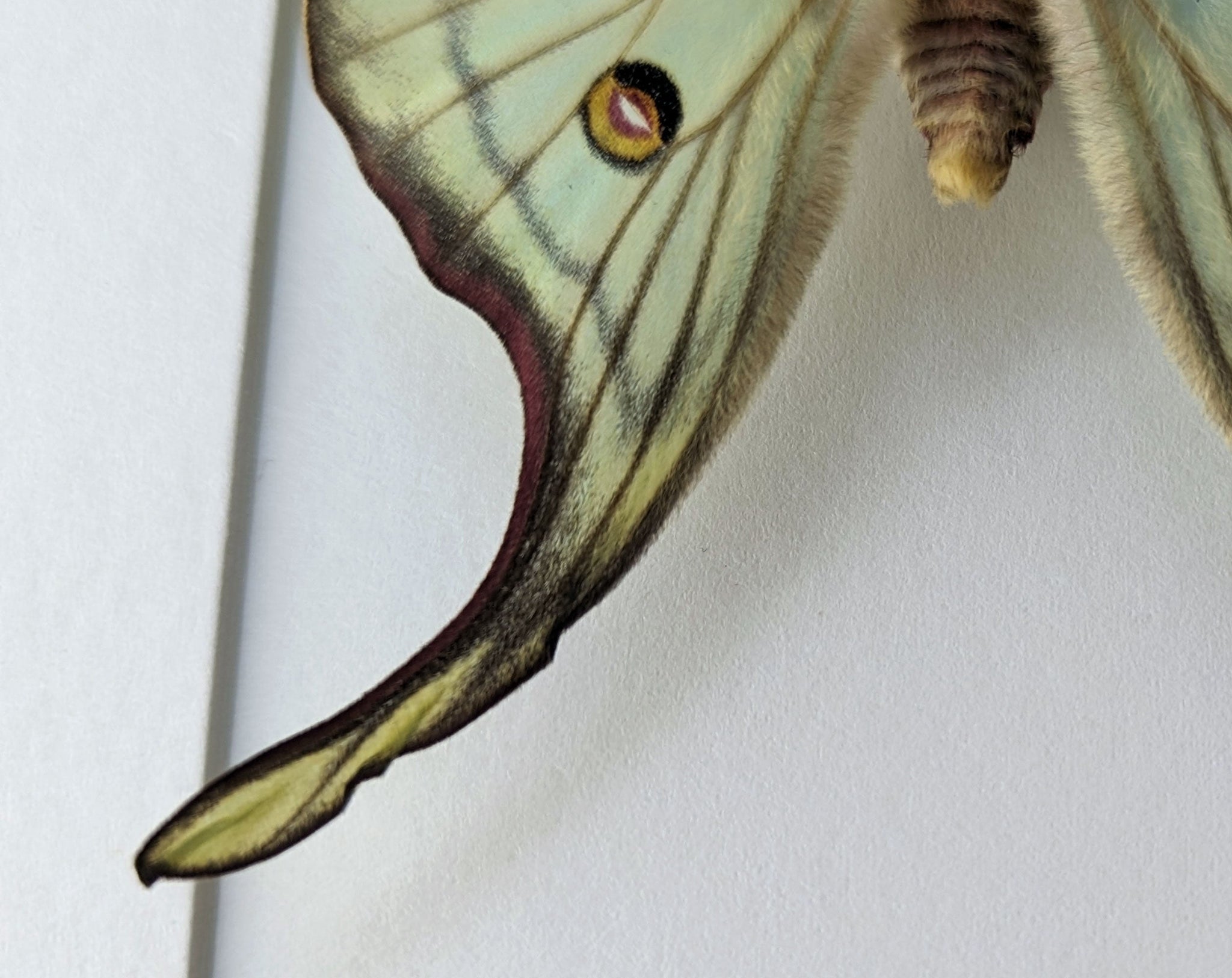 Actias luna x Graellsia isabellae ♂   InsectArt
