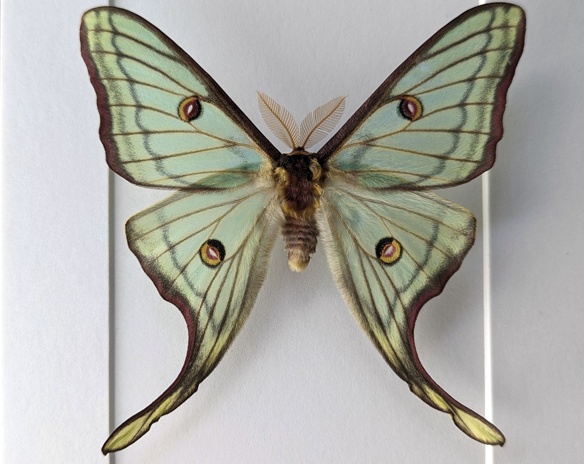 Actias luna x Graellsia isabellae ♂   InsectArt