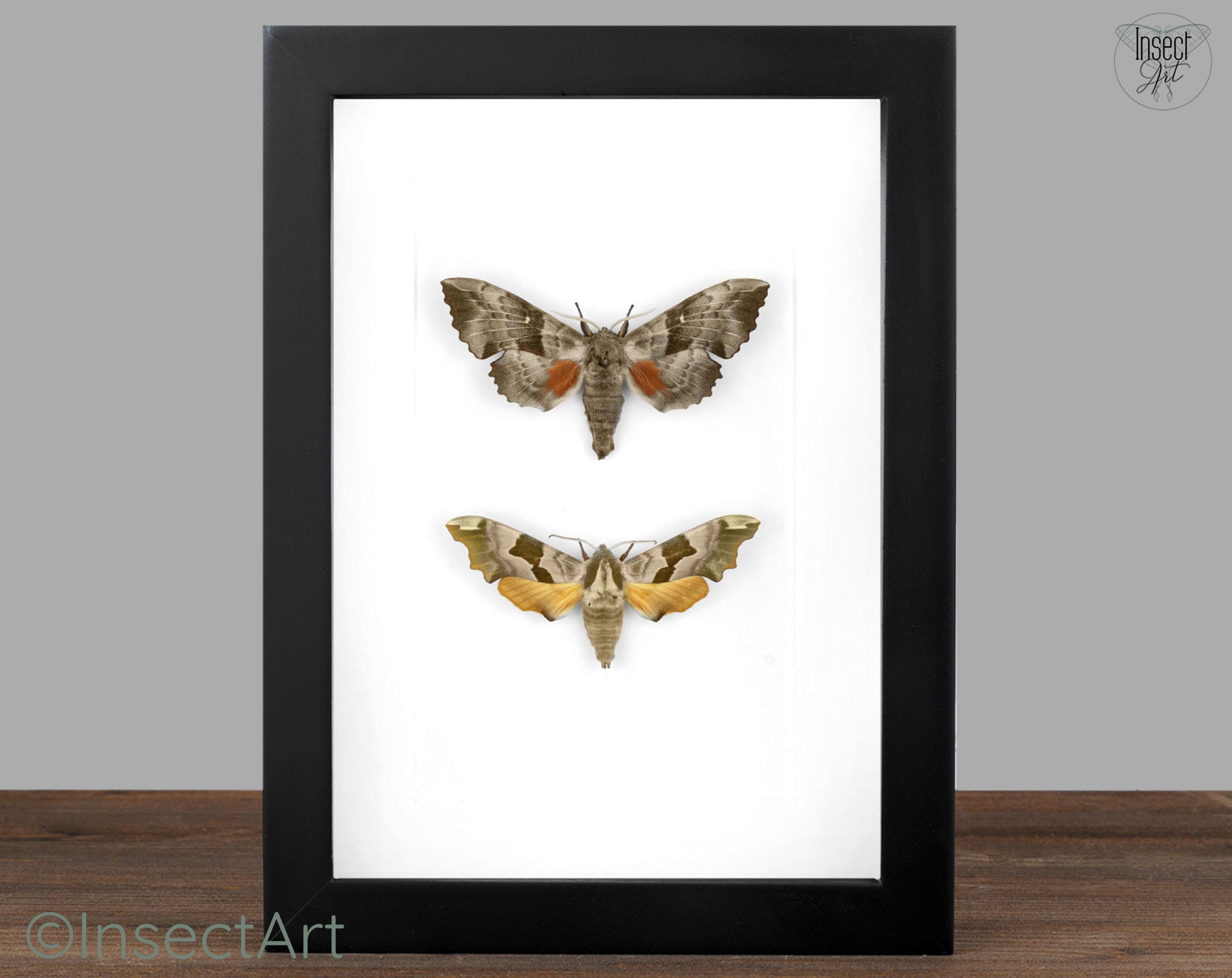 Laothoe populi & Mimas tiliae  Nachtfalter InsectArt