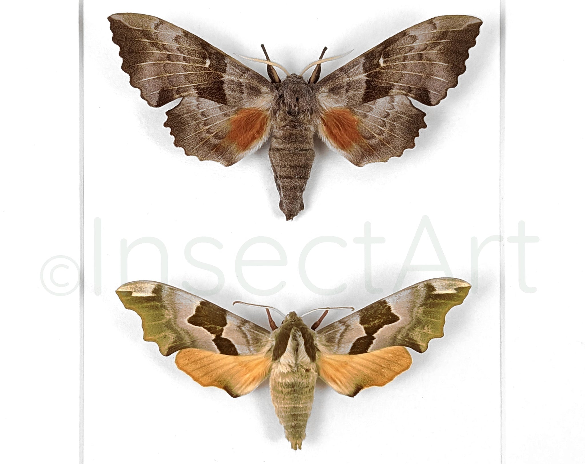Laothoe populi & Mimas tiliae  Nachtfalter InsectArt