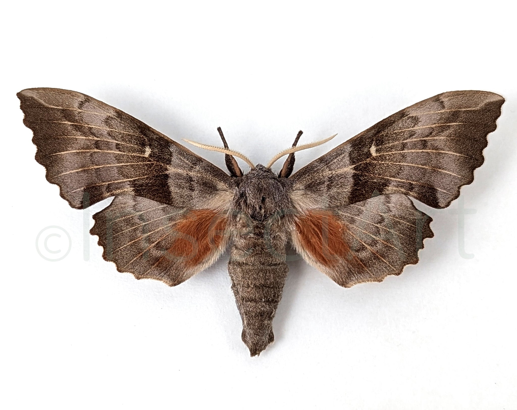 Laothoe populi & Mimas tiliae  Nachtfalter InsectArt