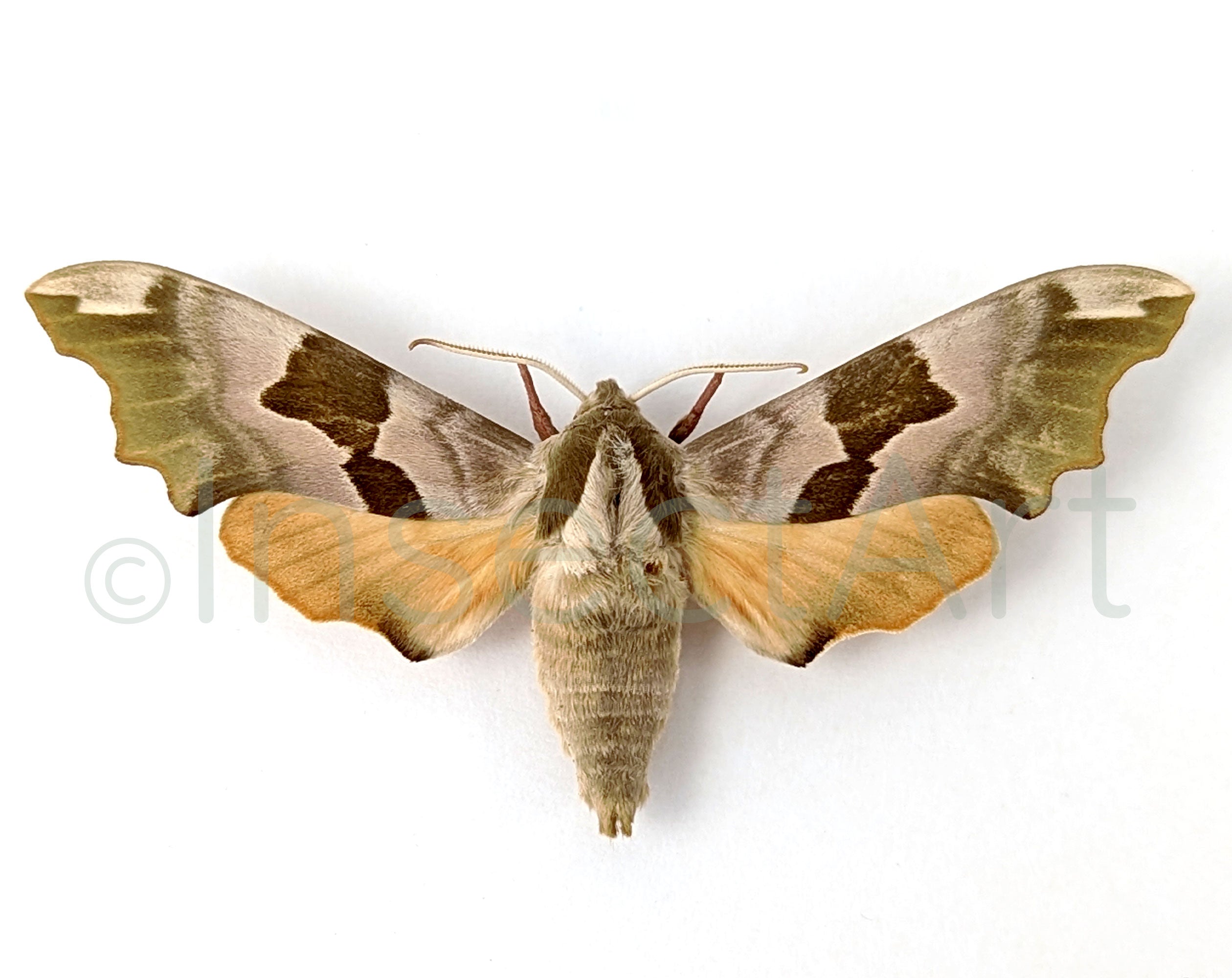 Laothoe populi & Mimas tiliae  Nachtfalter InsectArt