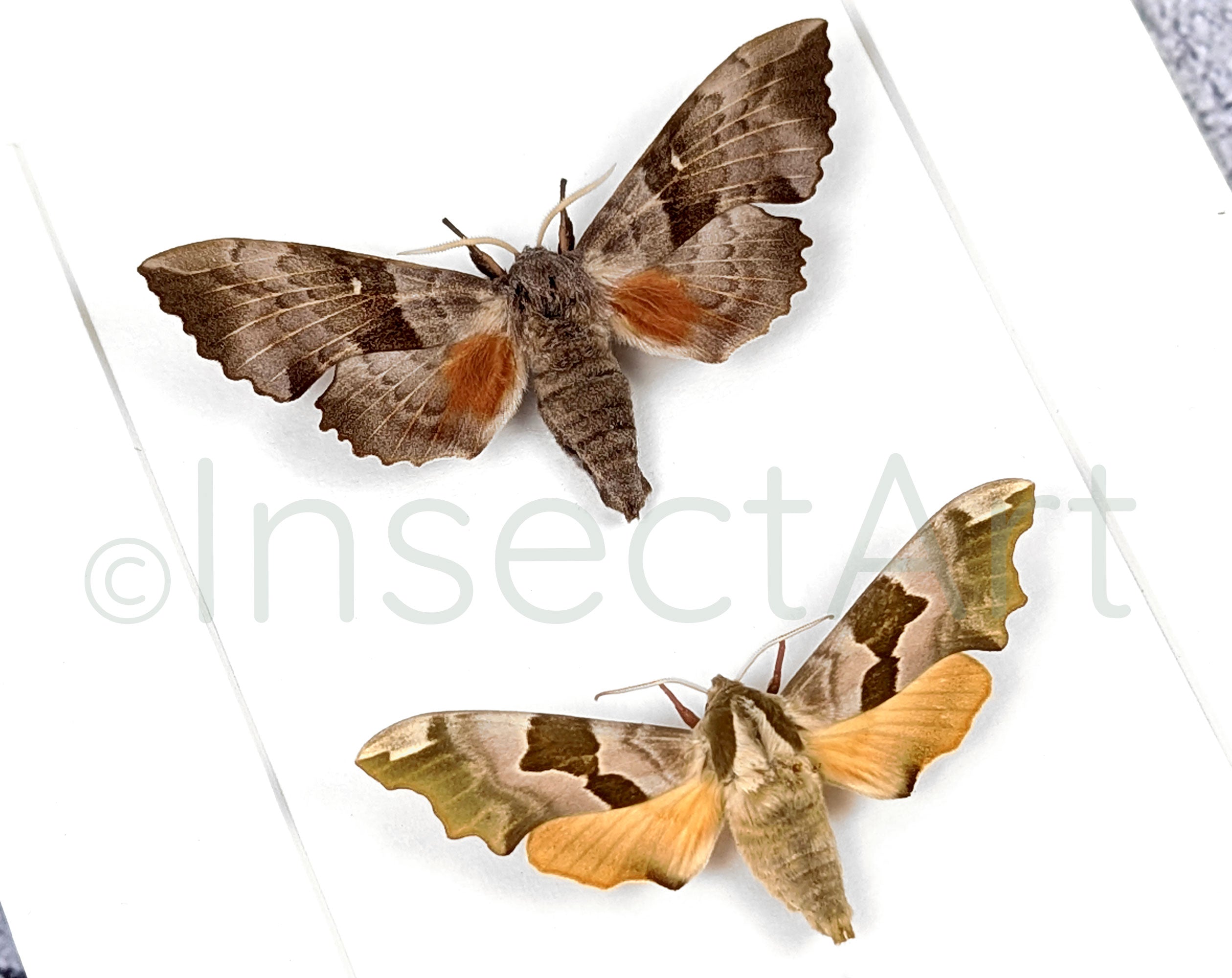 Laothoe populi & Mimas tiliae  Nachtfalter InsectArt