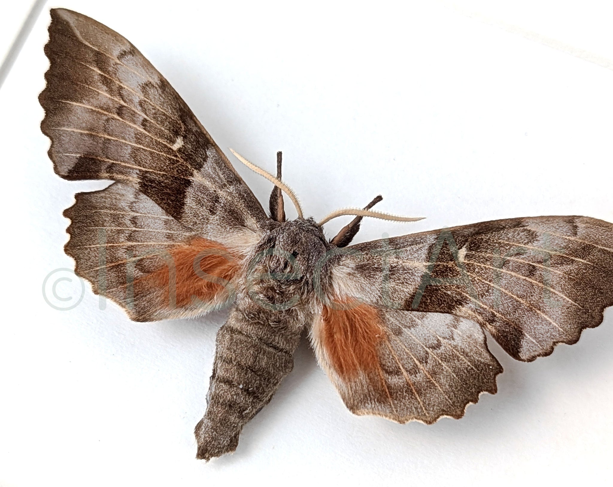 Laothoe populi & Mimas tiliae  Nachtfalter InsectArt