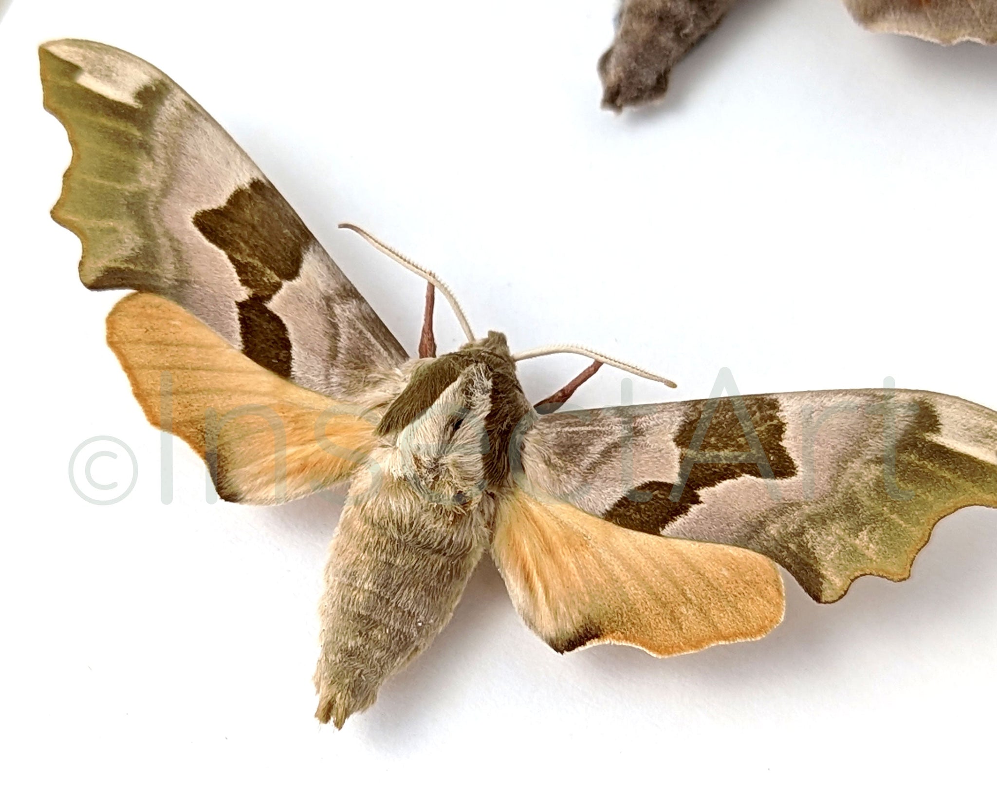 Laothoe populi & Mimas tiliae  Nachtfalter InsectArt