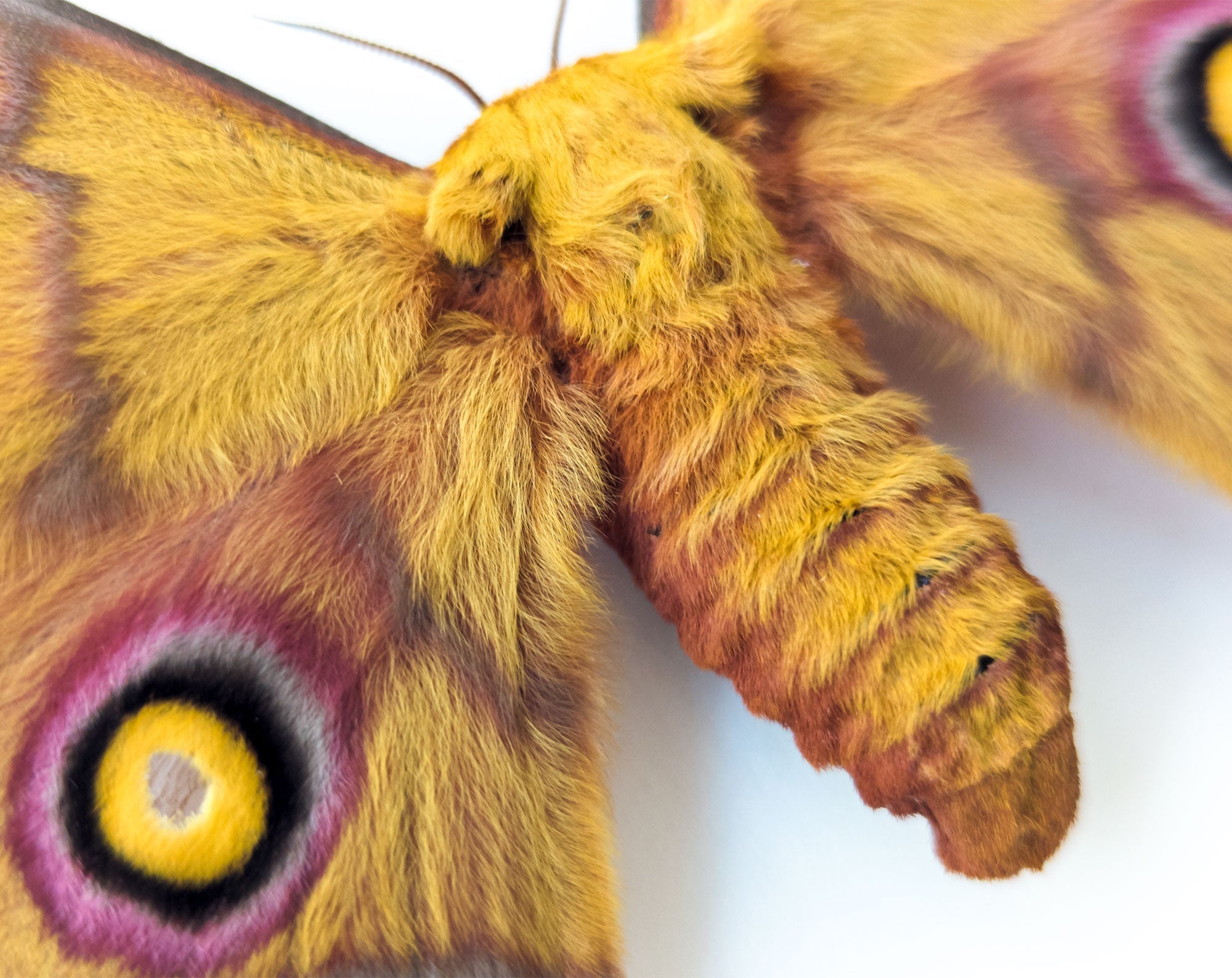 Nudaurelia krucki   InsectArt