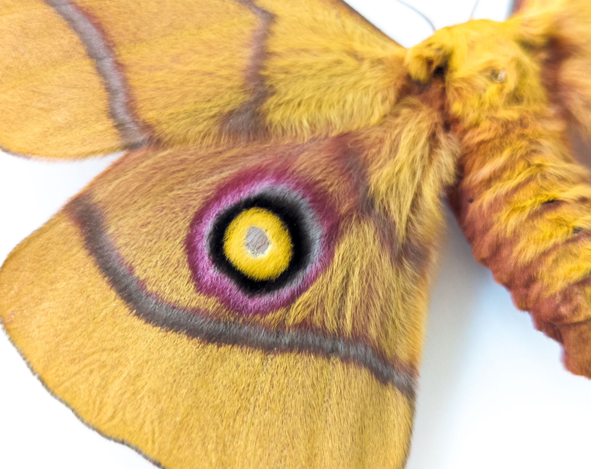 Nudaurelia krucki   InsectArt