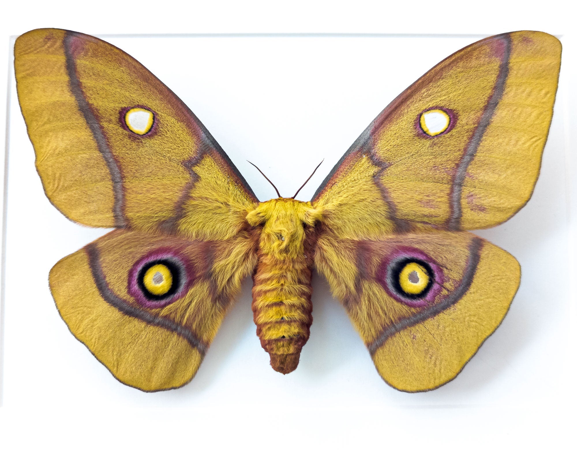 Nudaurelia krucki   InsectArt