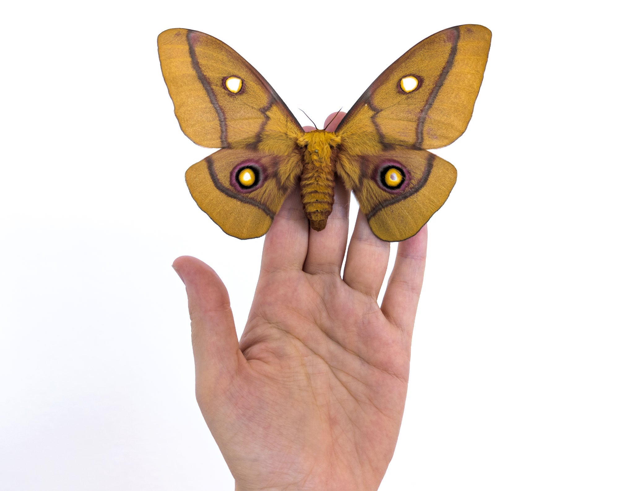 Nudaurelia krucki   InsectArt