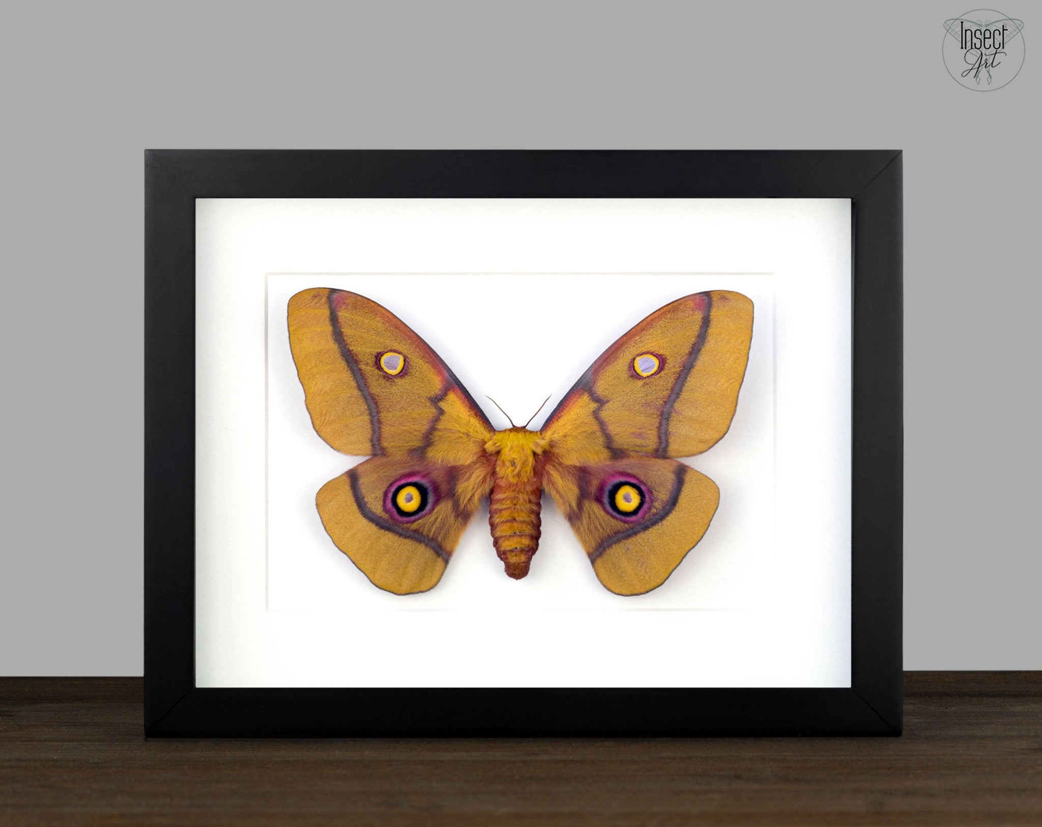 Nudaurelia krucki   InsectArt