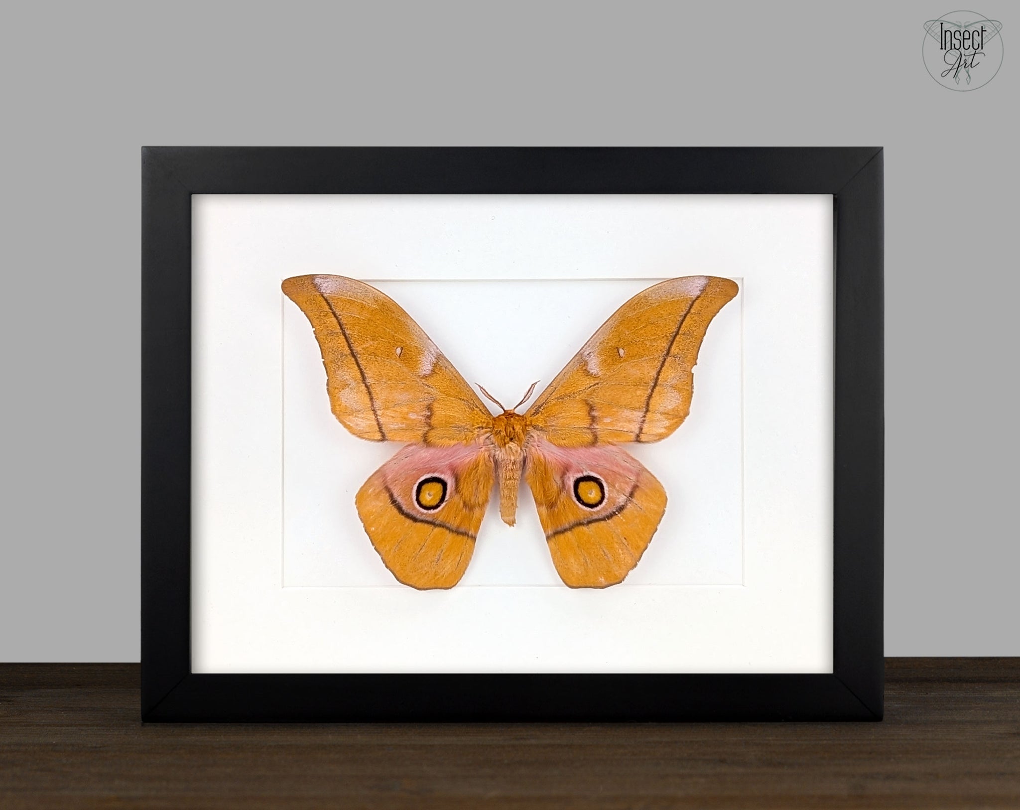 Gonimbrasia venus Männchen, Nachtfalter im Rahmen