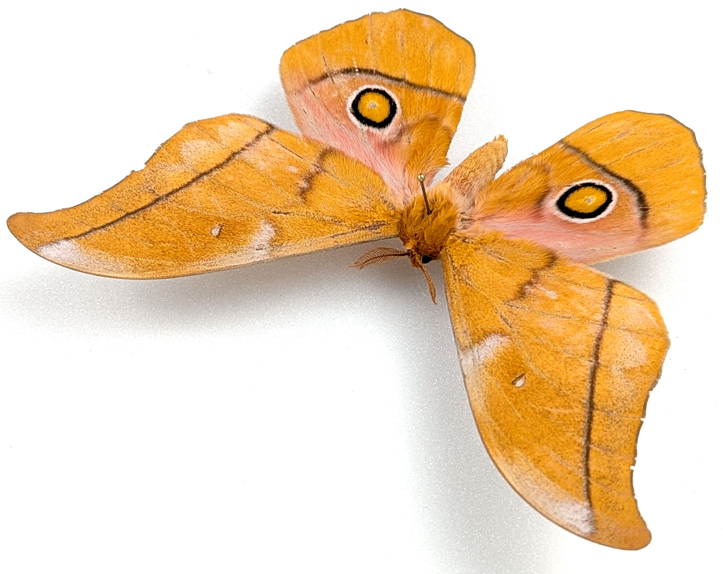 Gonimbrasia venus Männchen, Nachtfalter im Rahmen