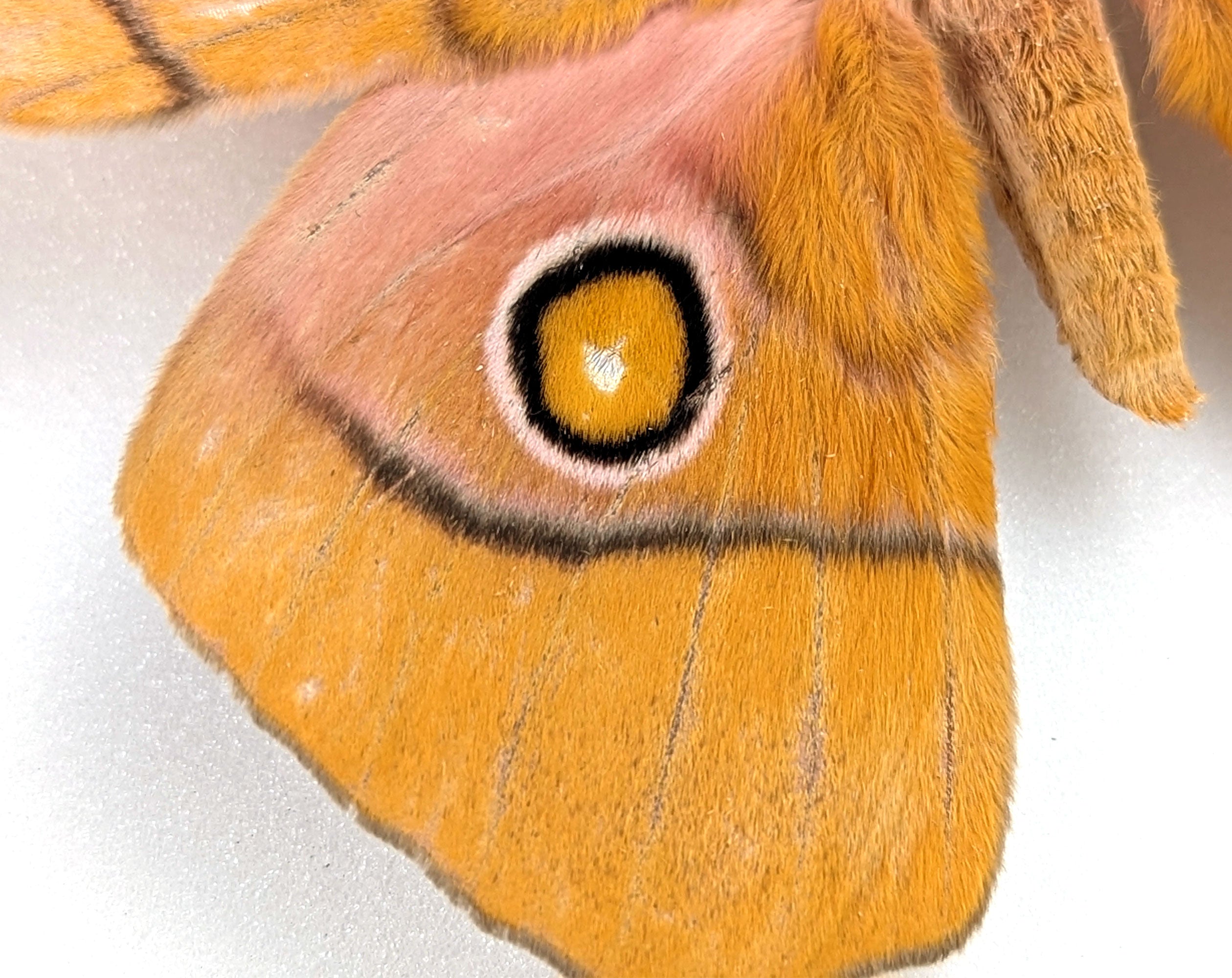 Gonimbrasia venus Männchen, Nachtfalter im Rahmen