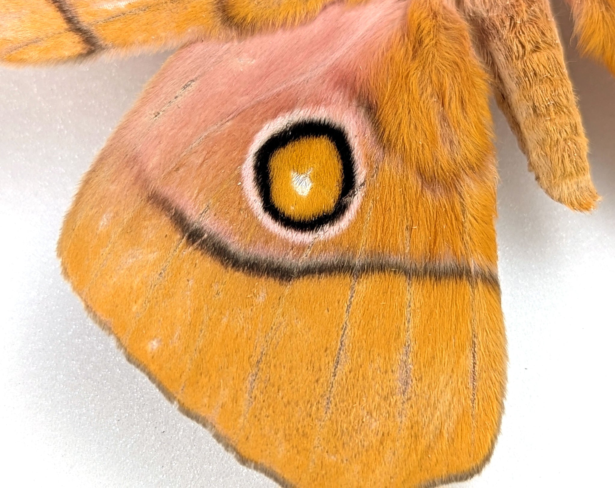 Gonimbrasia venus Männchen, Nachtfalter im Rahmen