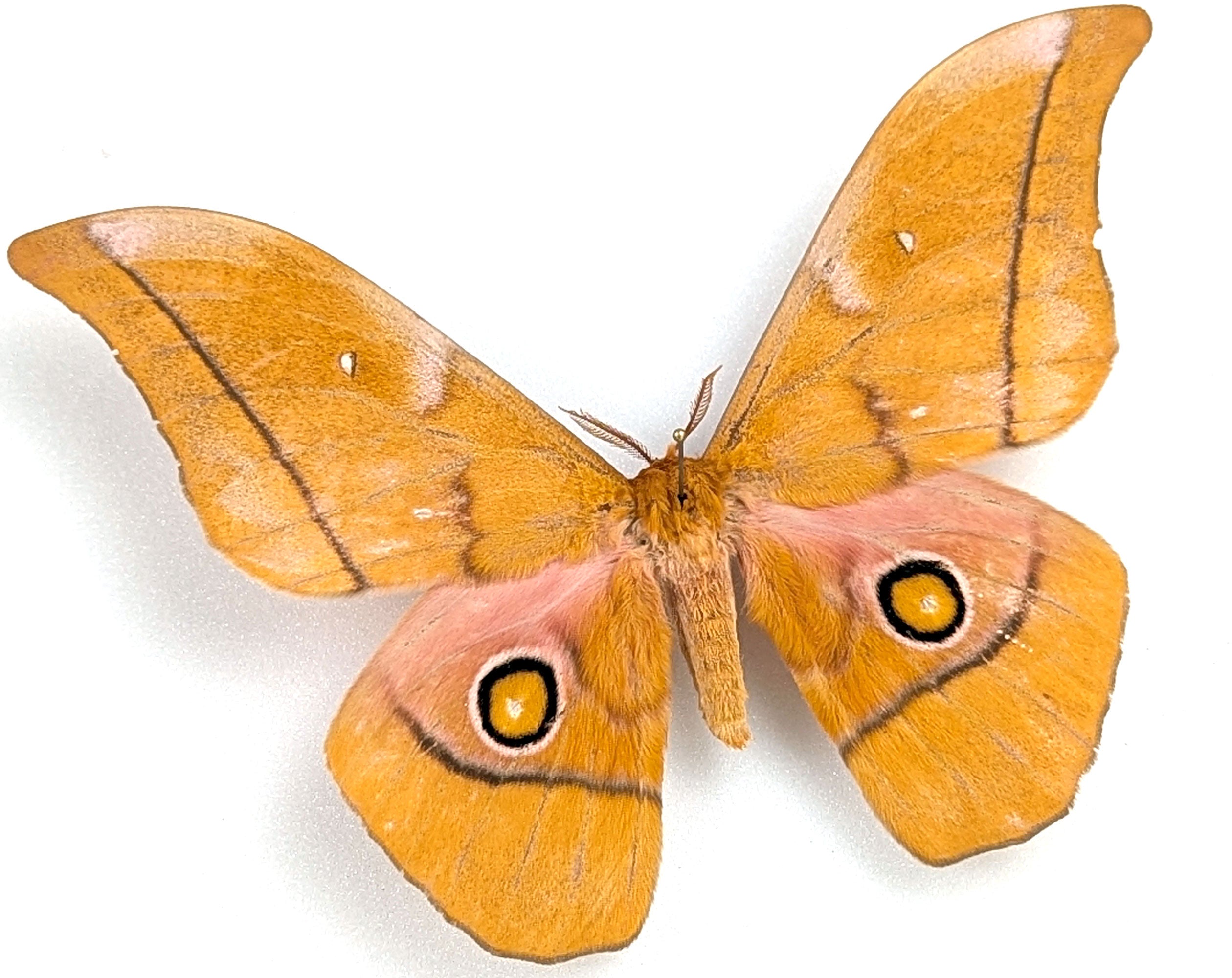 Gonimbrasia venus Männchen, Nachtfalter im Rahmen