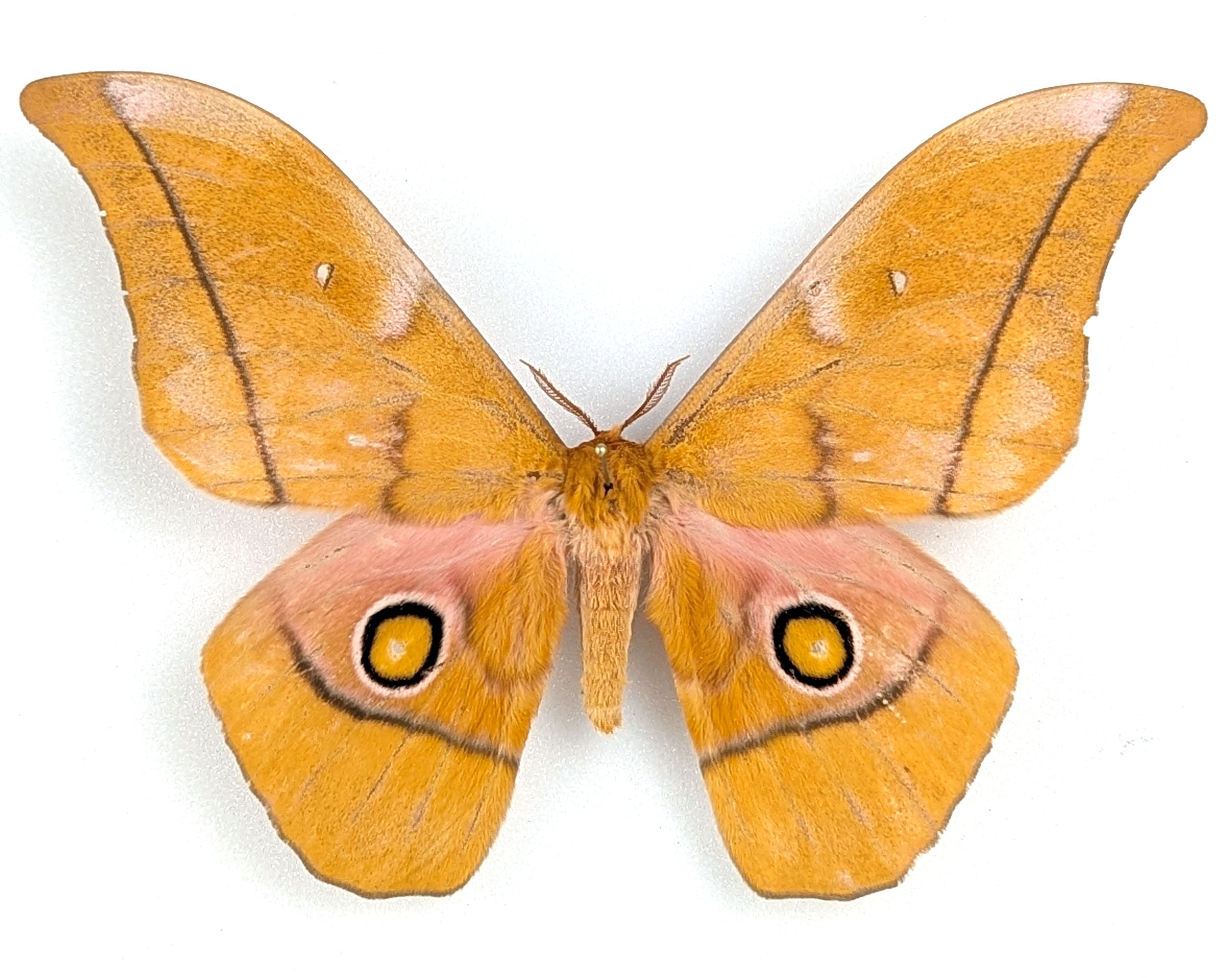 Gonimbrasia venus Männchen, Nachtfalter im Rahmen