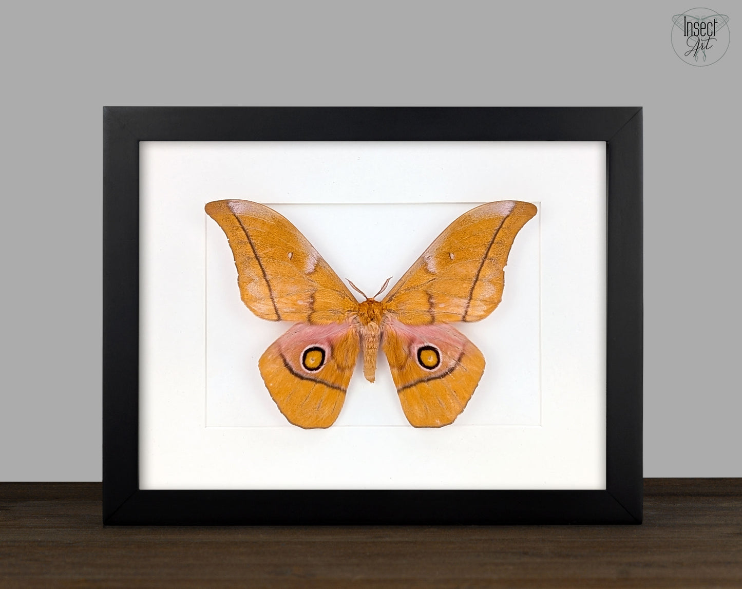 Gonimbrasia venus Männchen, Nachtfalter im Rahmen